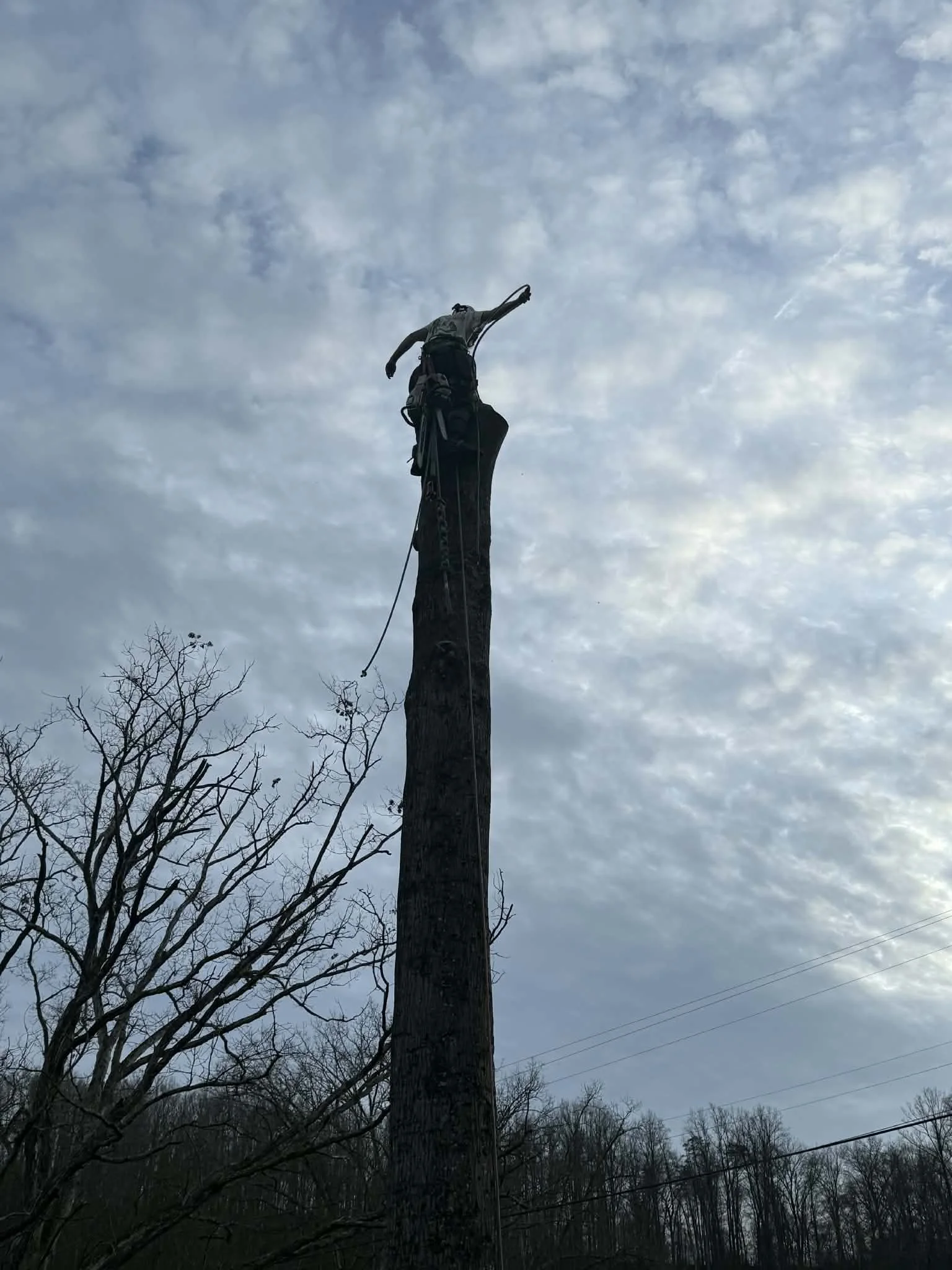 an arborist completely dismantling a large oak tree close to a home in charleston wv