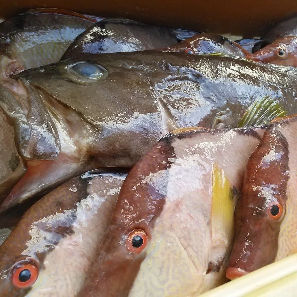 Fresh Fish Pic.jpg