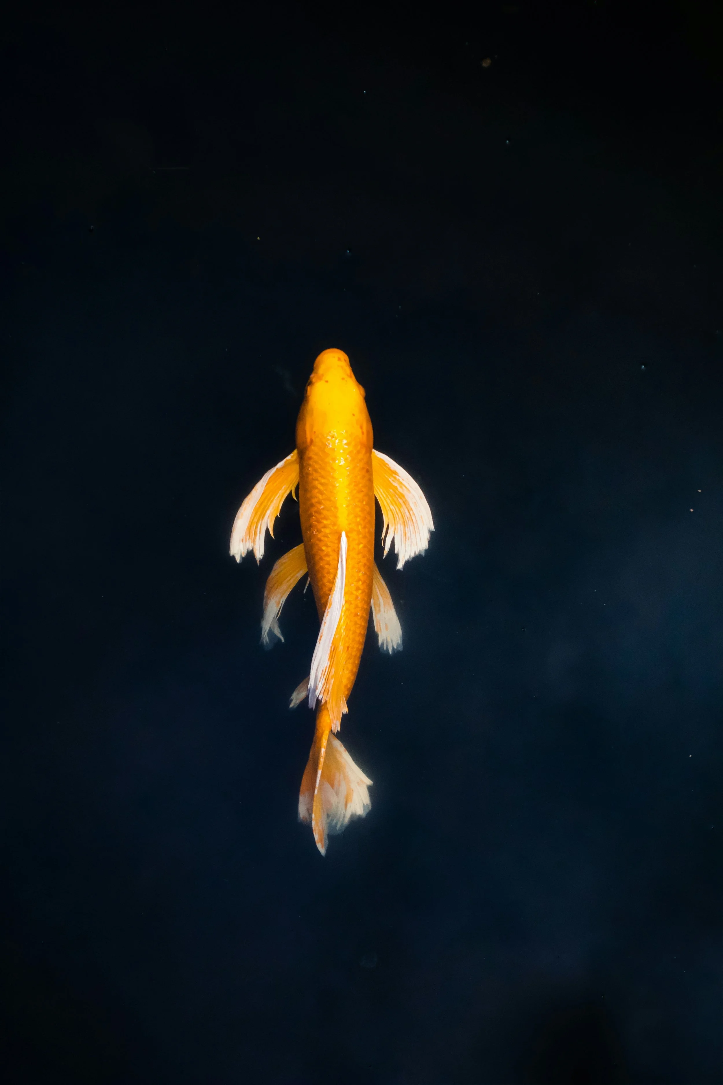 a koi fish swimming alone in dark blue waters