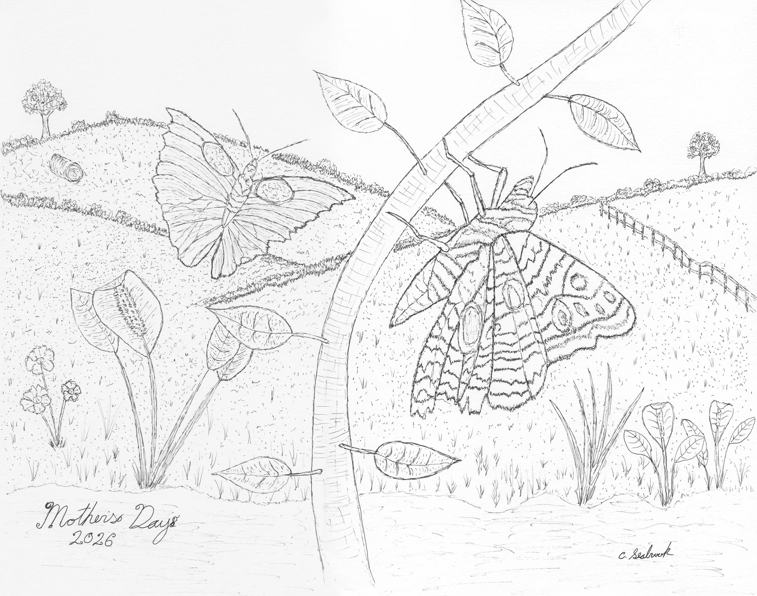 Butterflies in Field FullSize -.jpg