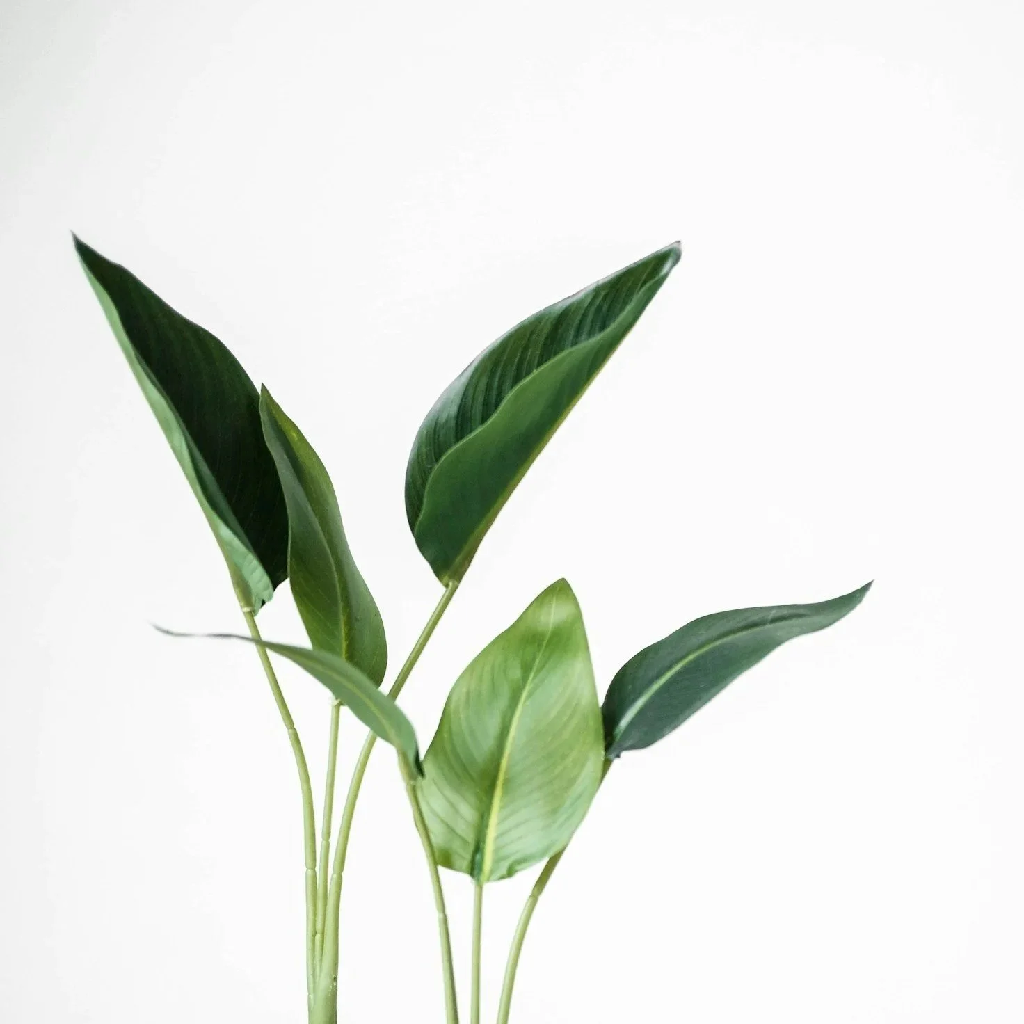 A close-up of a potted green plant with long, pointed leaves against a plain white background.
