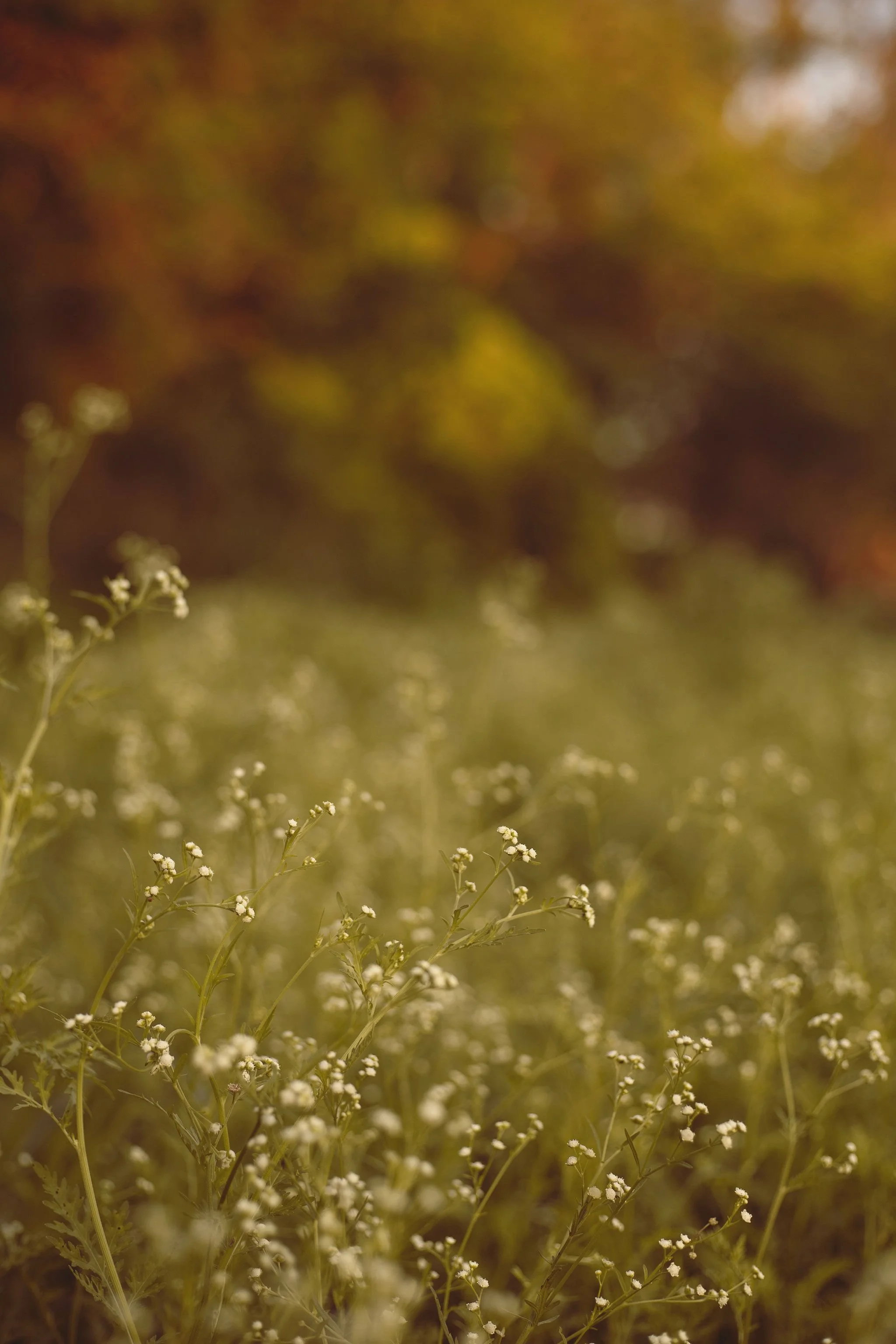 Blurred image of wildflowers and foliage in warm autumn tones.