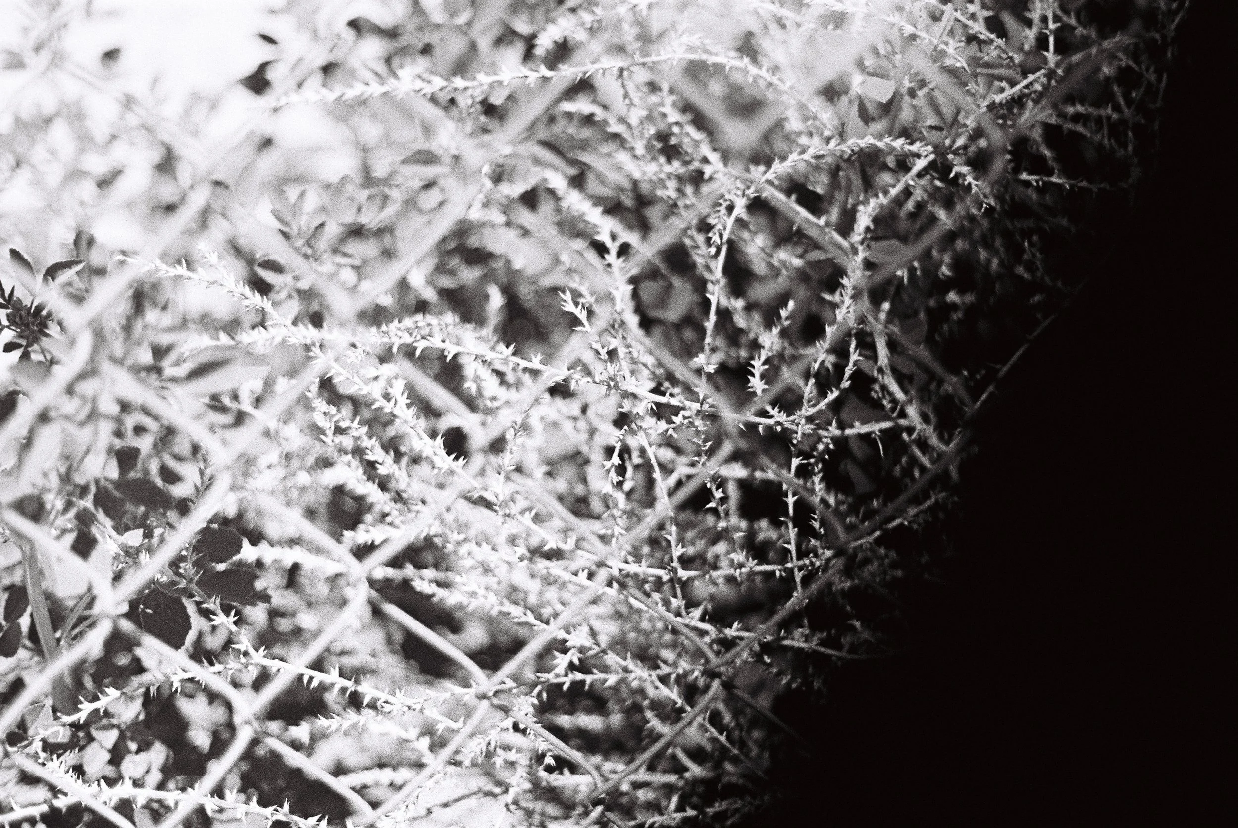 Close-up view of dry, thorny plants with intricate, spiky branches, taken at night with black and white filter.