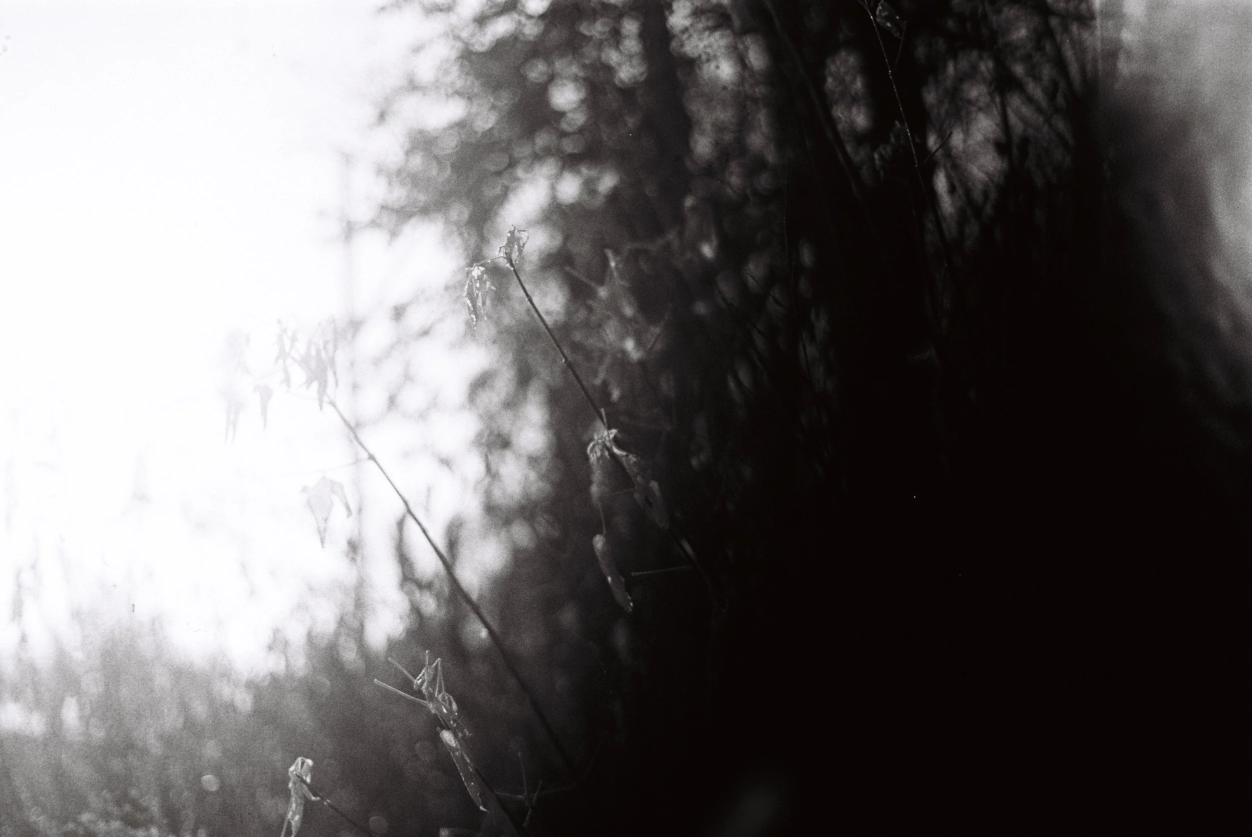 Dark, blurry image of tree branches and leaves with some light shining through.