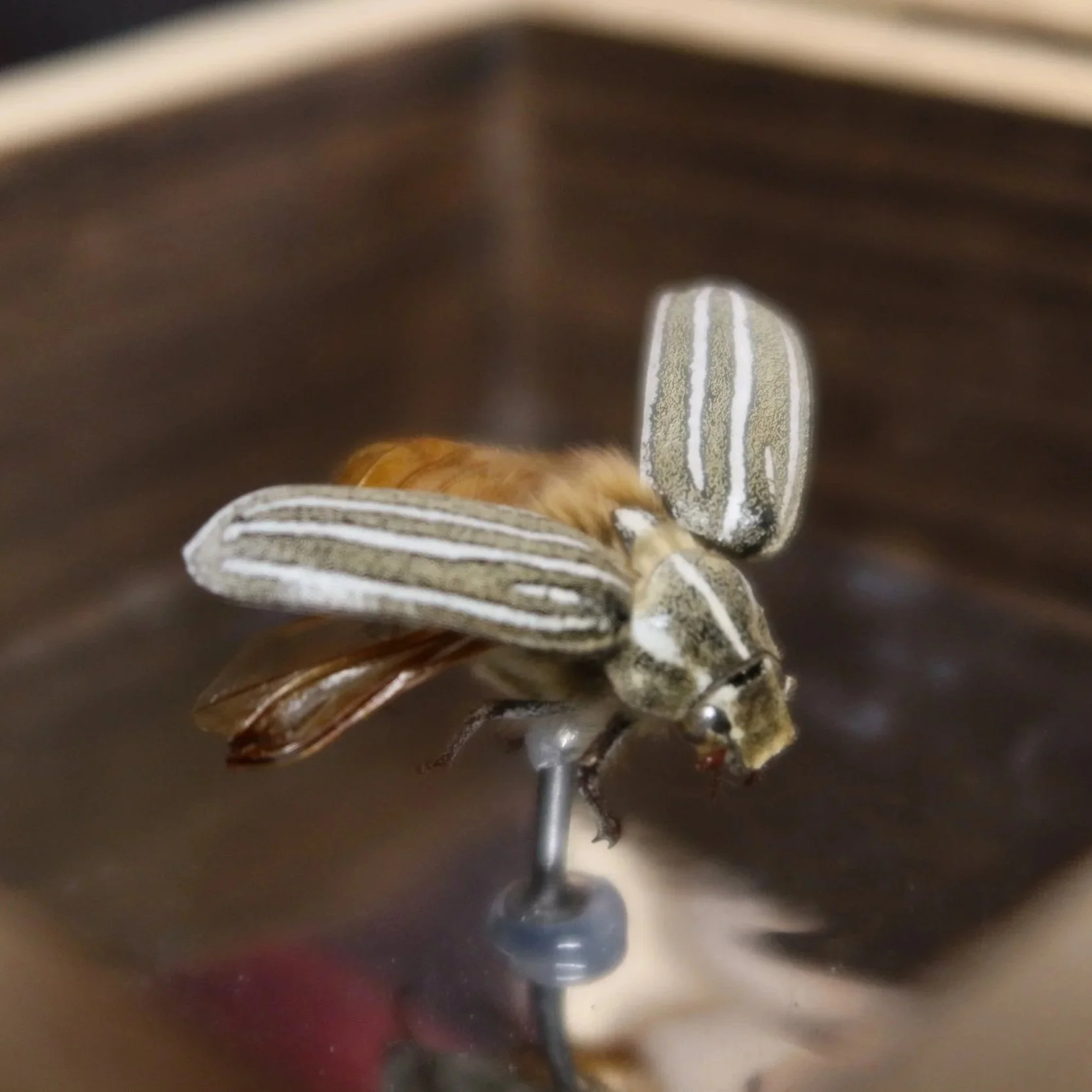 Close-up of a june bug on a reflective surface.