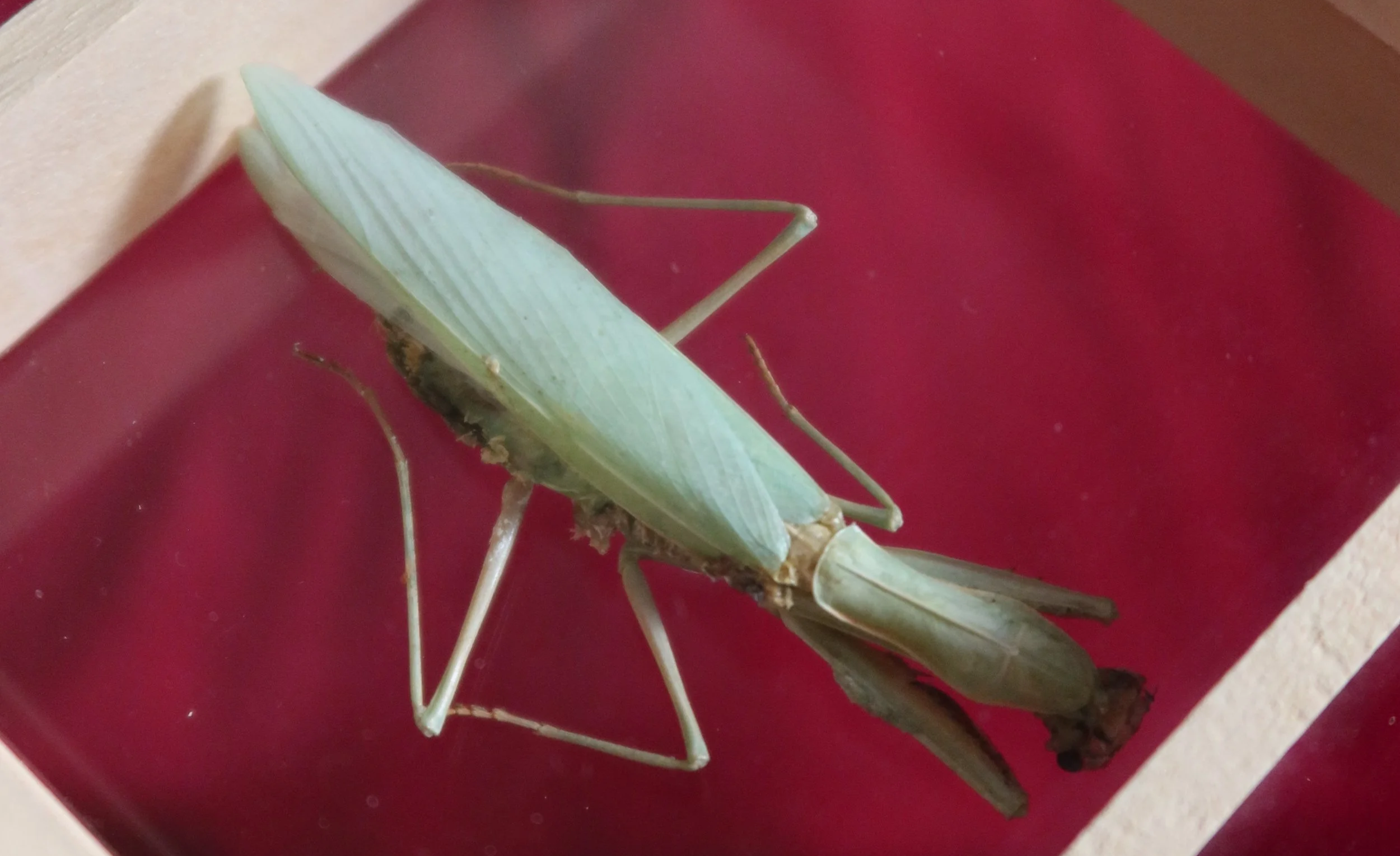 A green praying mantis insect on a red surface with beige surrounding edges.