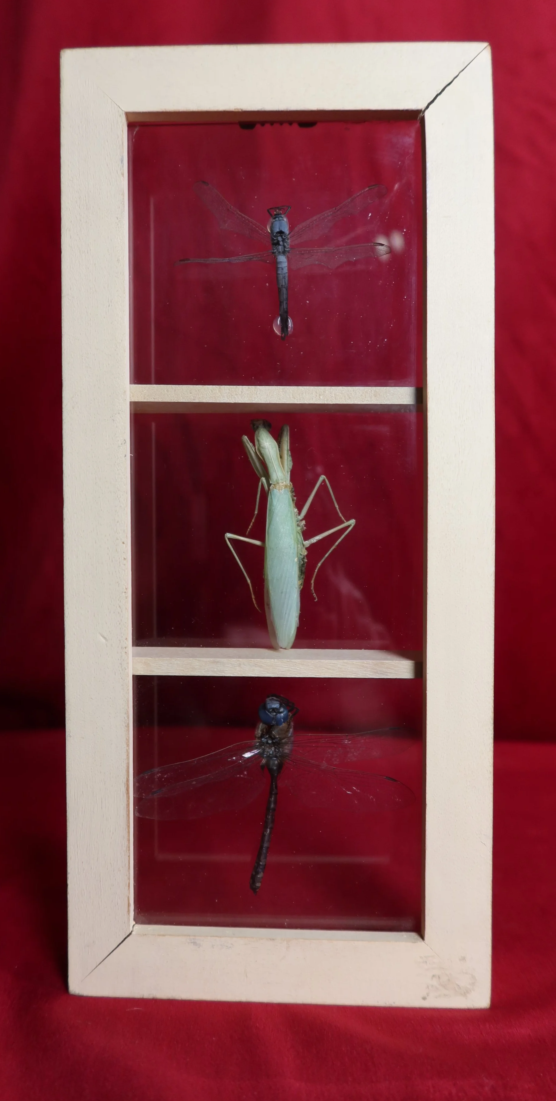 A display case with three sections, each containing a different preserved insect, against a red background.