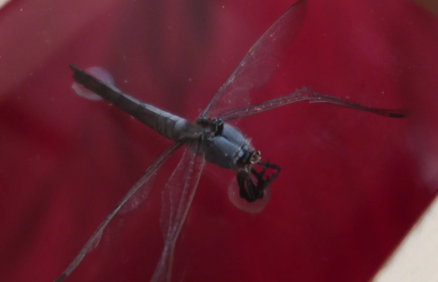 A close-up of a dragonfly resting on a red surface.