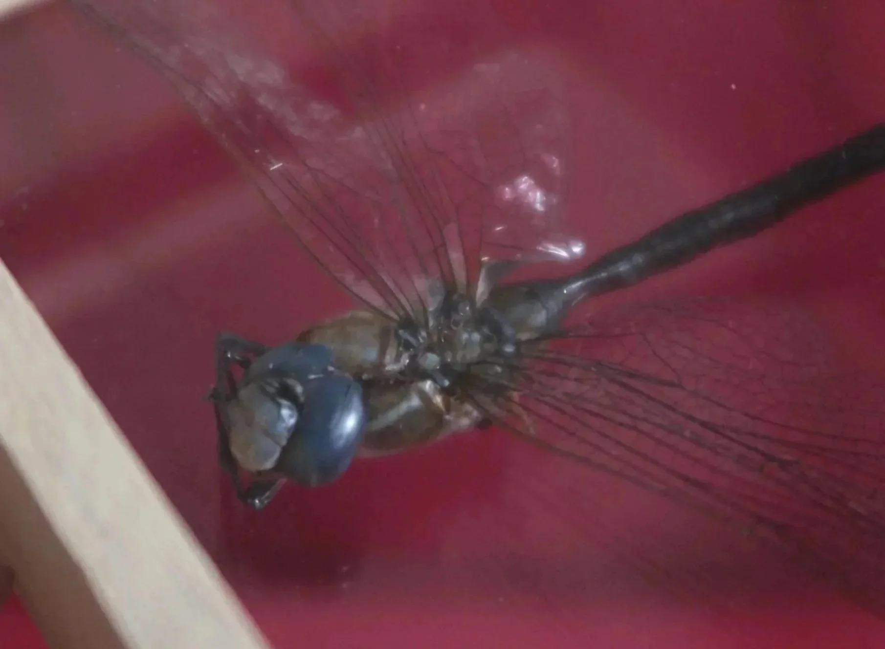 Close-up of a dragonfly with transparent wings resting on a dark surface.