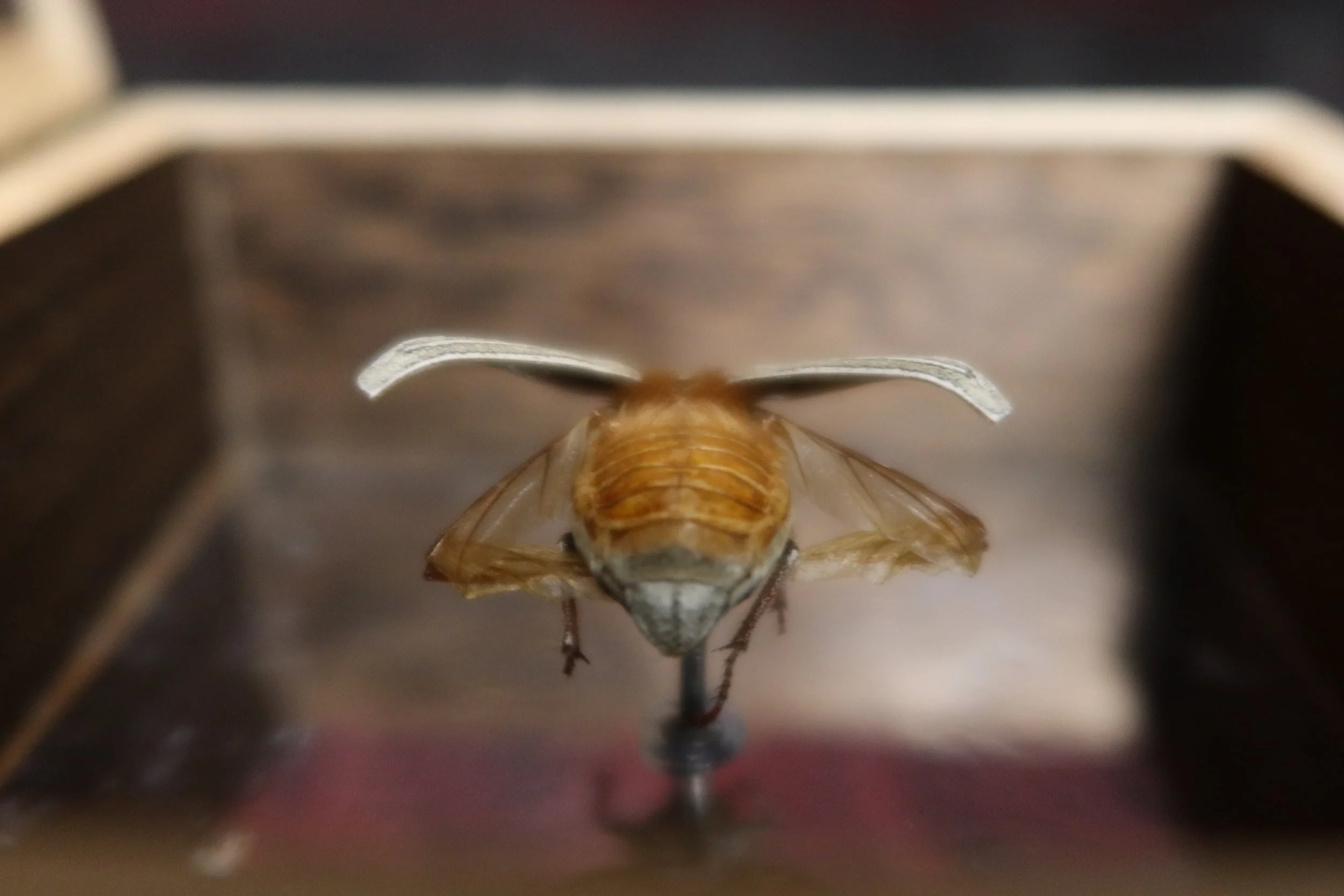 Close-up of a june bug mounted, viewed from behind, with visible wings and body.