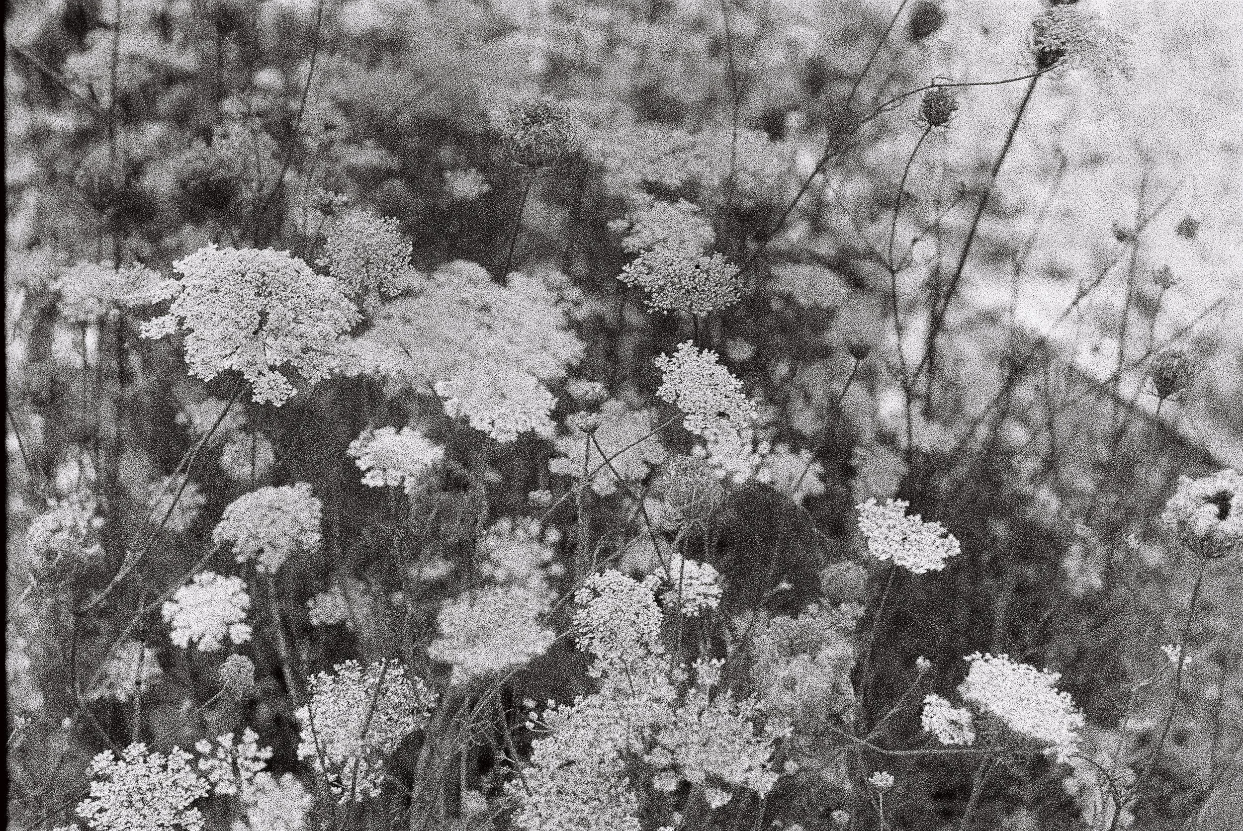 Black and white photo of small flowers and plants growing in a natural setting.