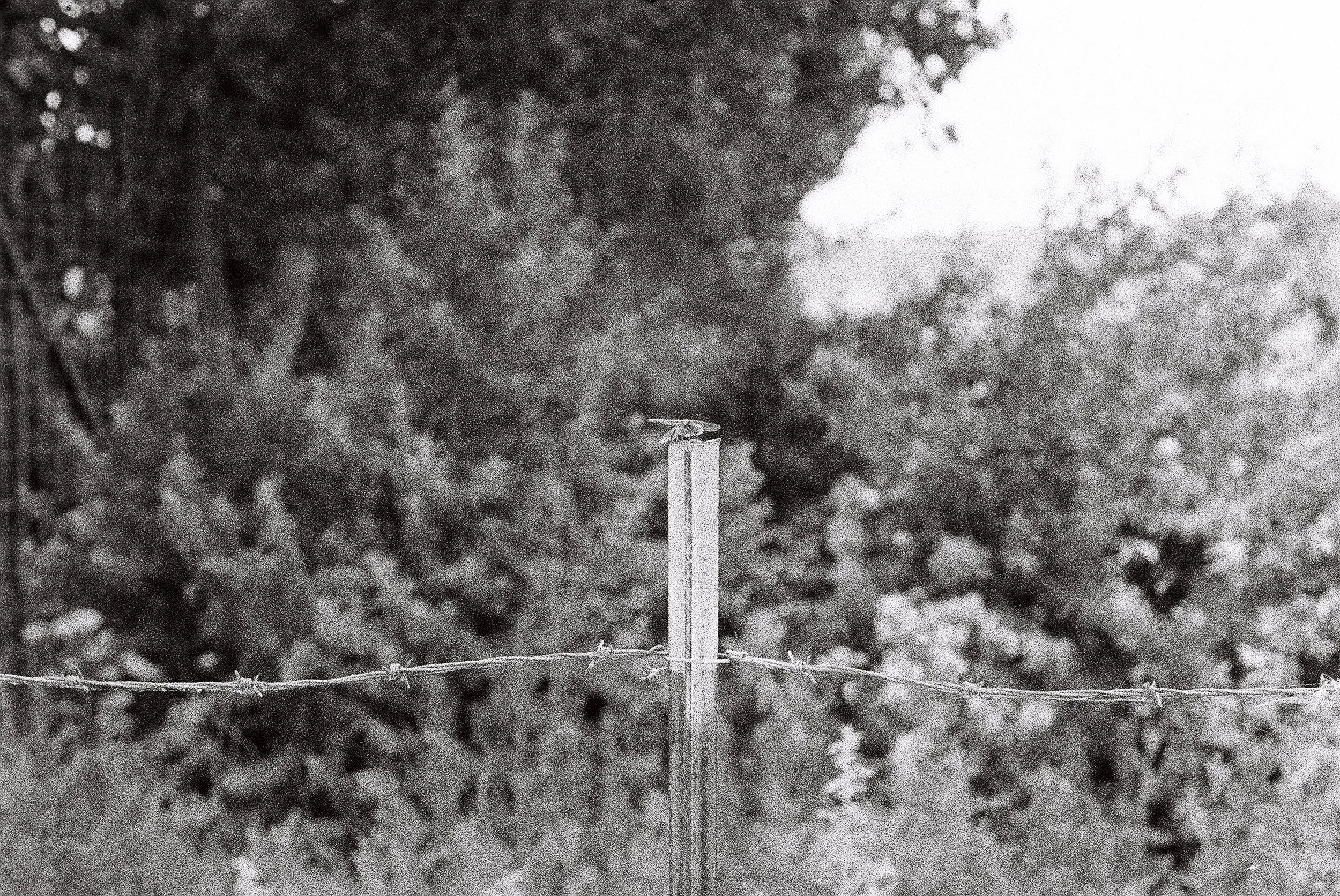 Close-up of barbed wire fencing against a background of trees and overcast sky. The focus is on the barbed wire with a blurred natural background.
