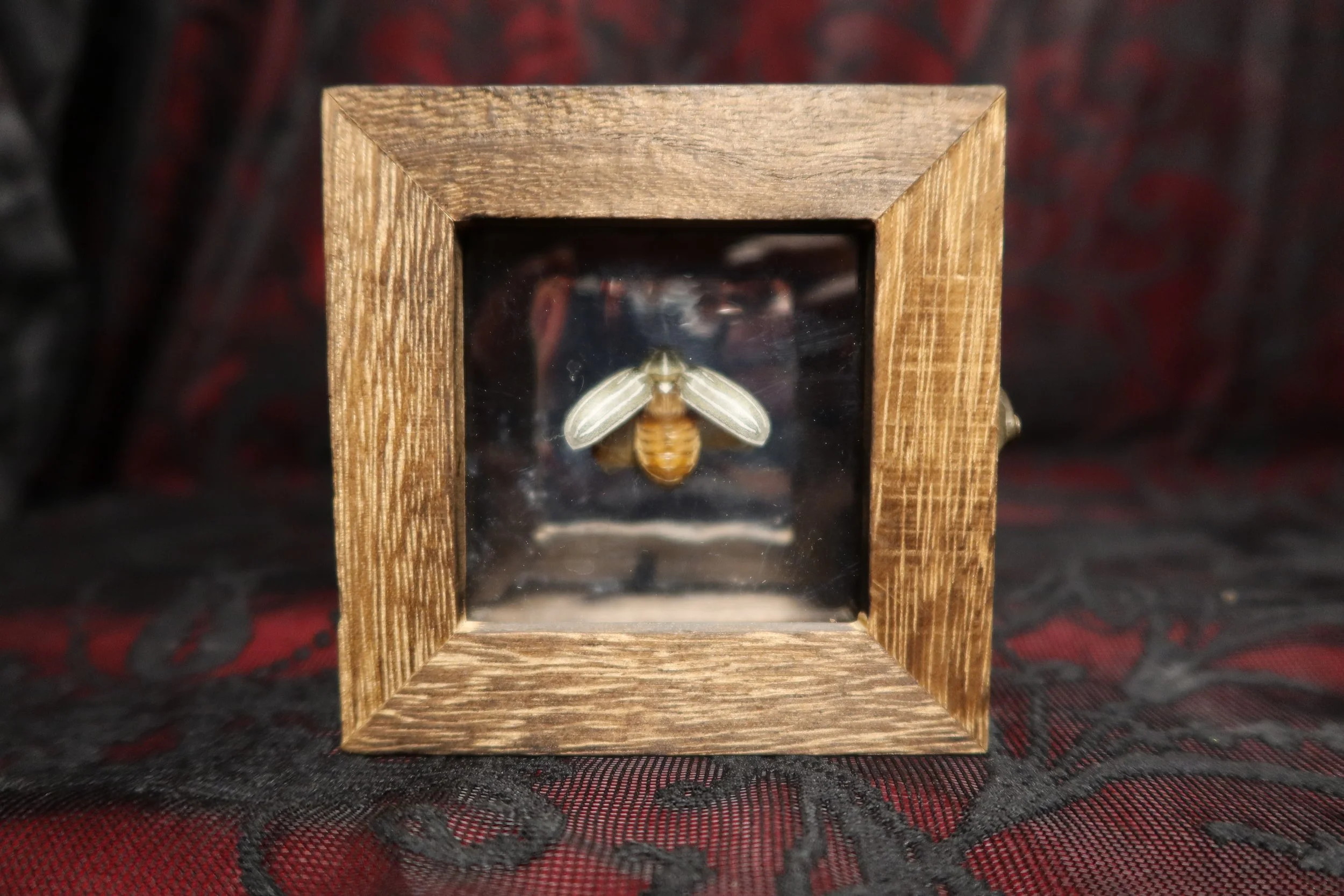 A june bug inside a glass display box with a wooden frame, placed on a black and red patterned fabric.