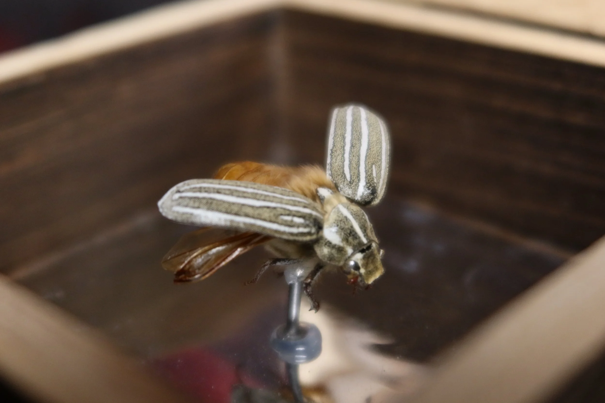 Close-up of a june bug mounted.