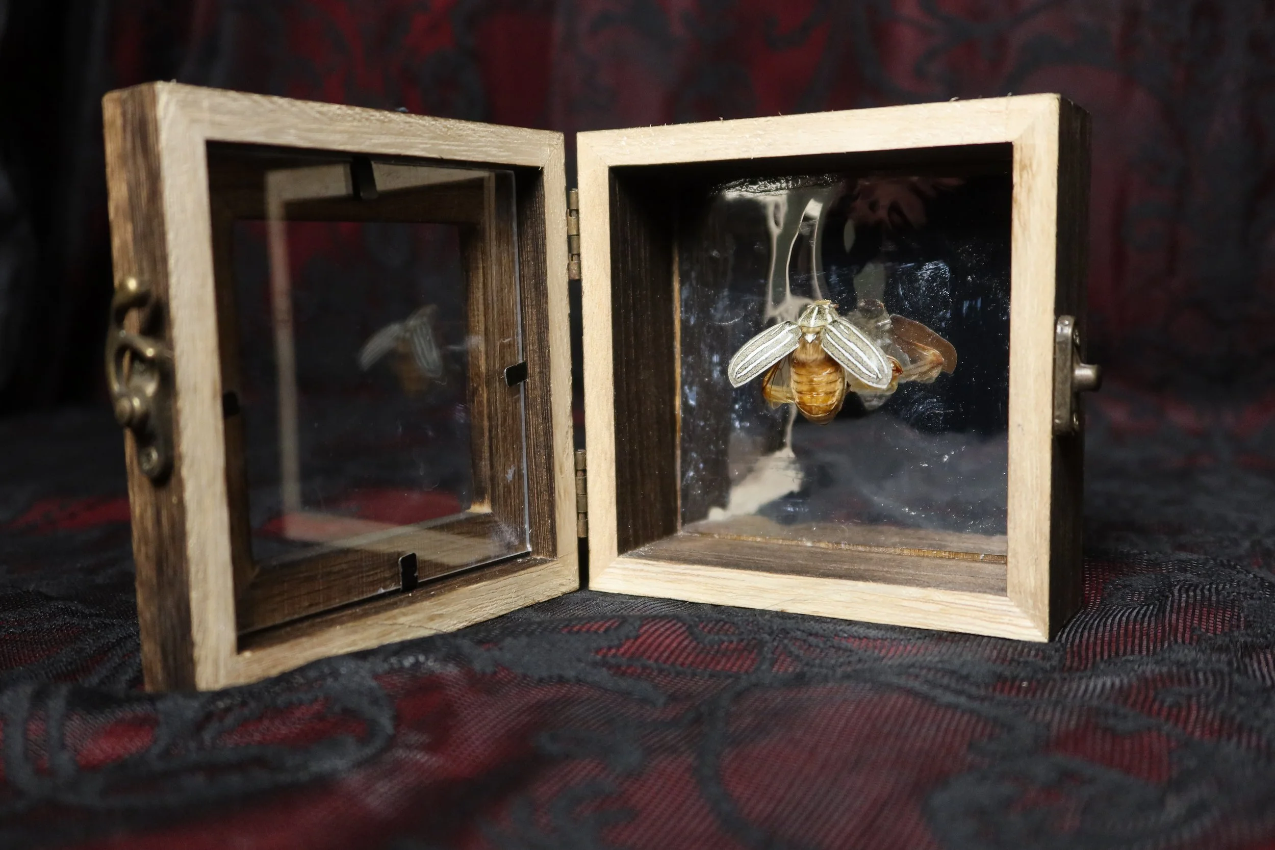 A wooden display case with glass sides and a hinged door, containing a preserved bug specimen.