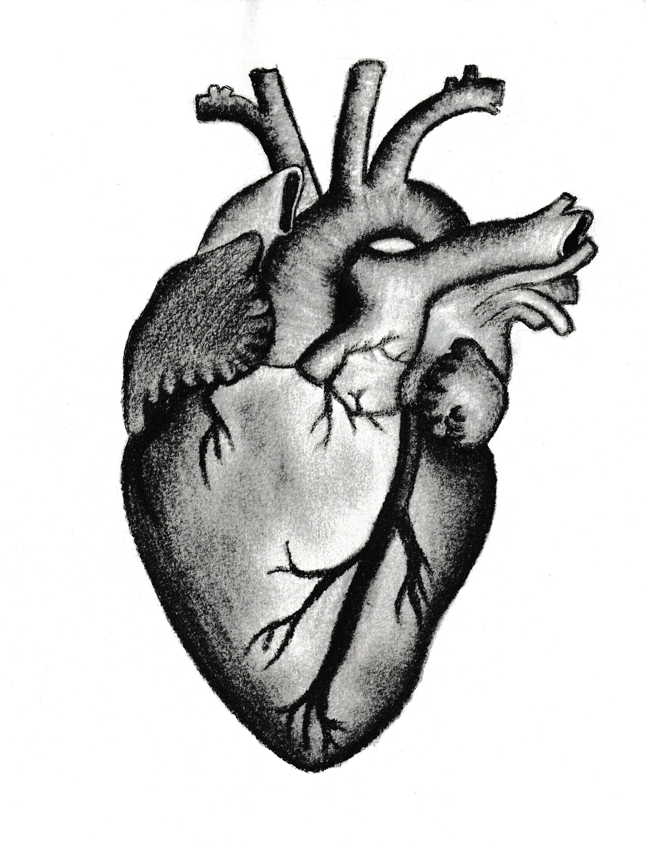 A black and white drawing of a human heart with an anatomical and artistic style.