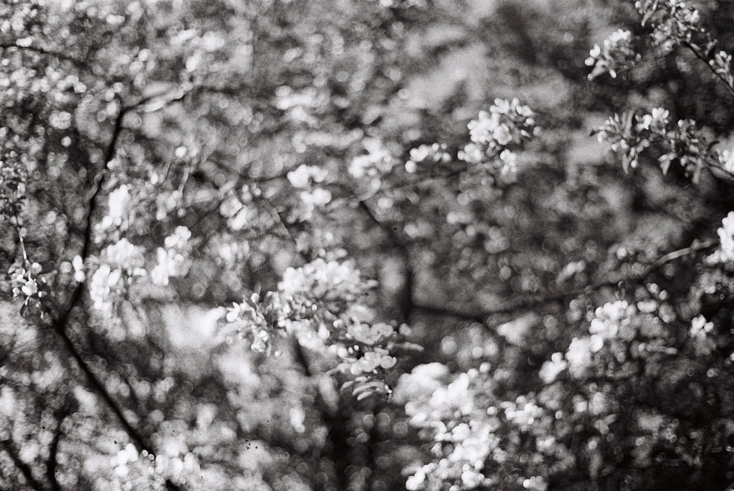 Close-up of tree branches with small flowering buds, black and white photo.