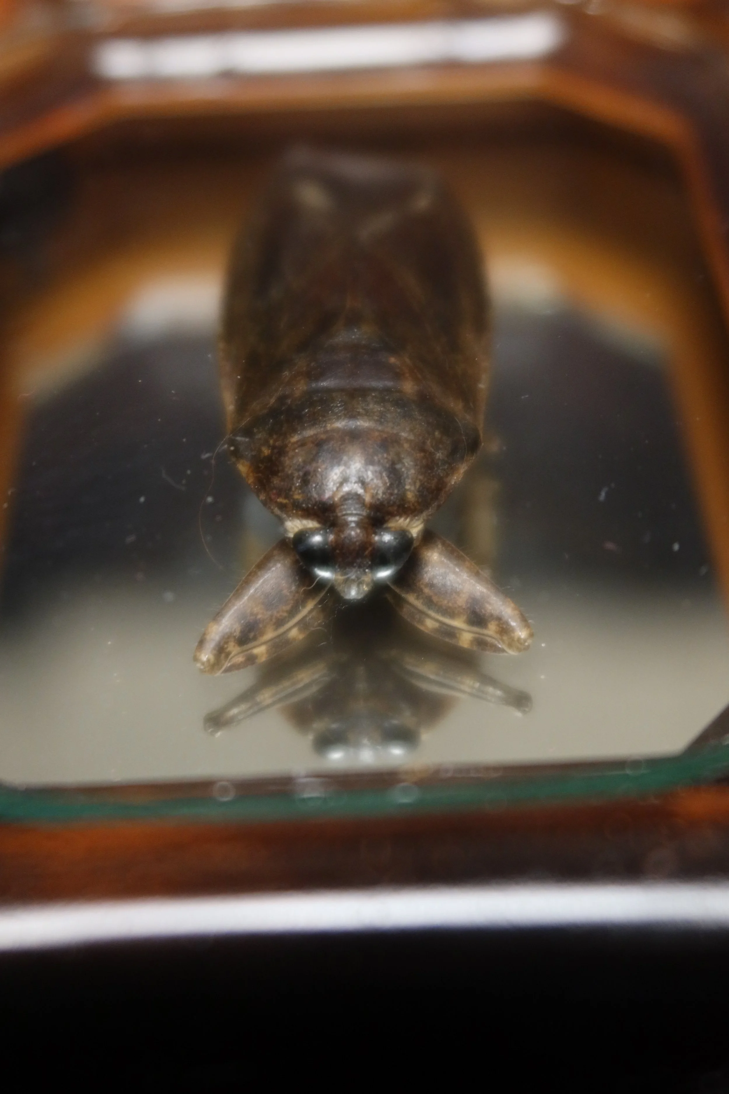 Close-up of beetle with a dark shell inside mirrored vintage frame display, viewed from above through a glass case.