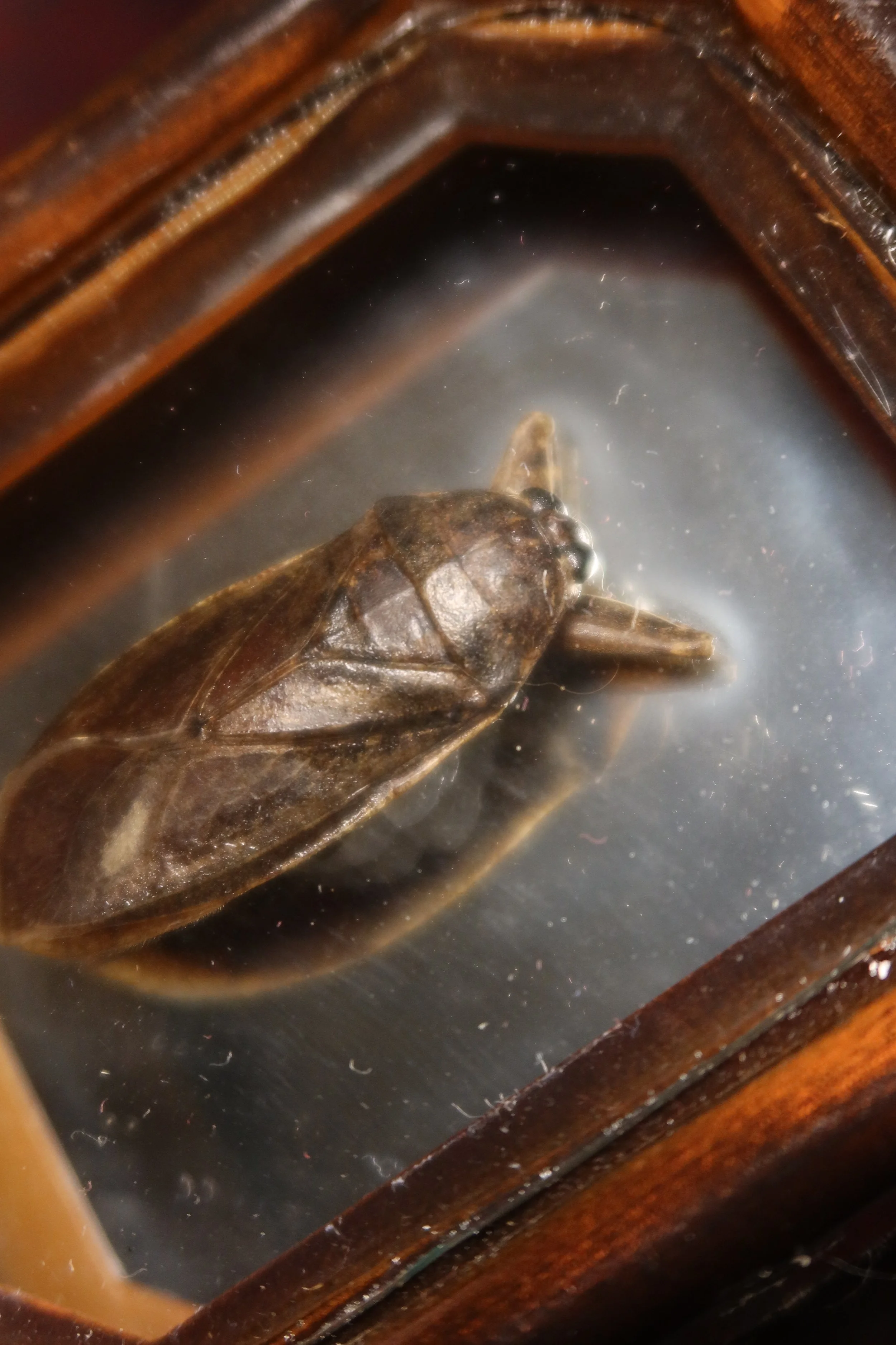 A beetle with a dark shell inside mirrored frame.