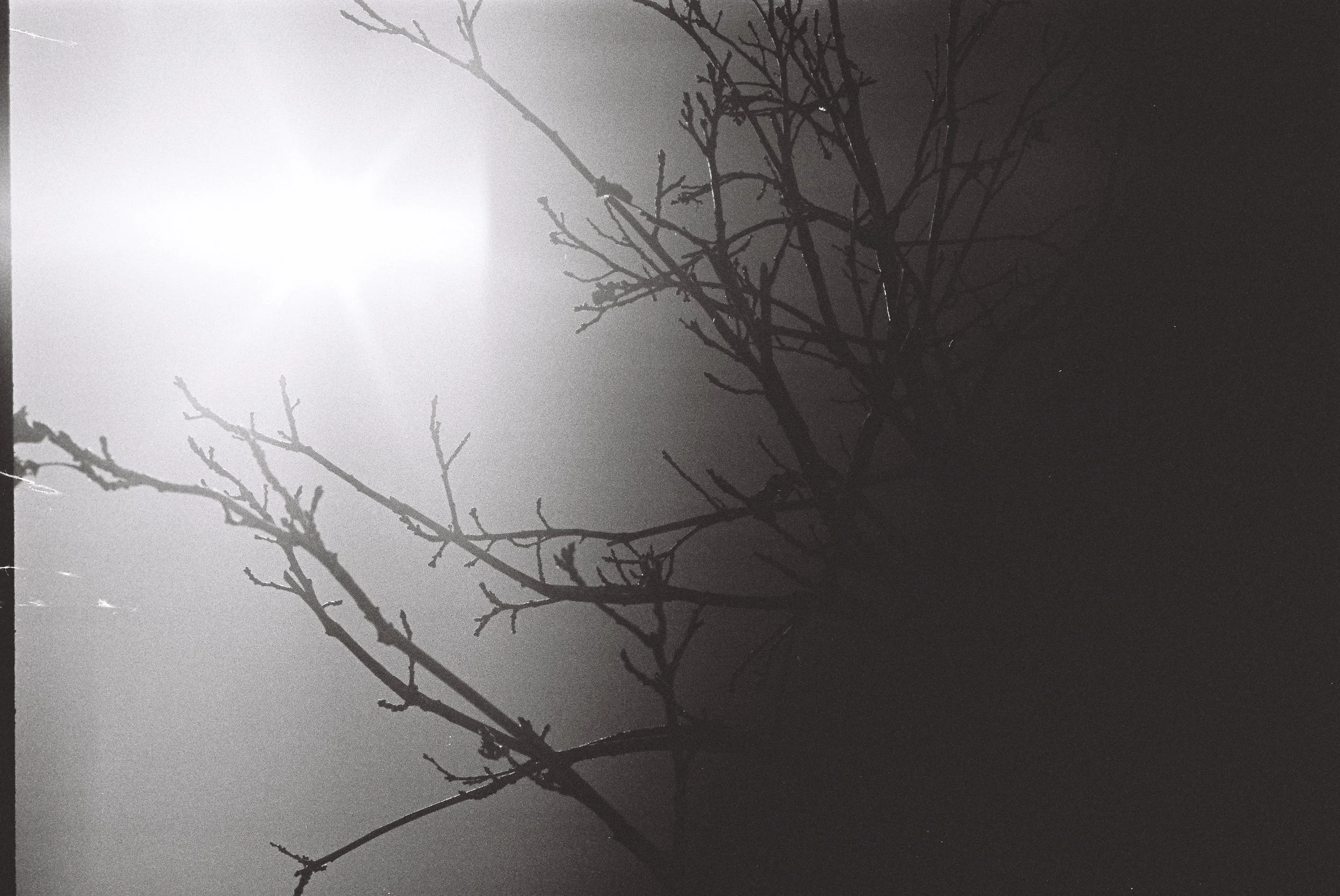 Black silhouette of tree branches against a foggy, illuminated night sky.