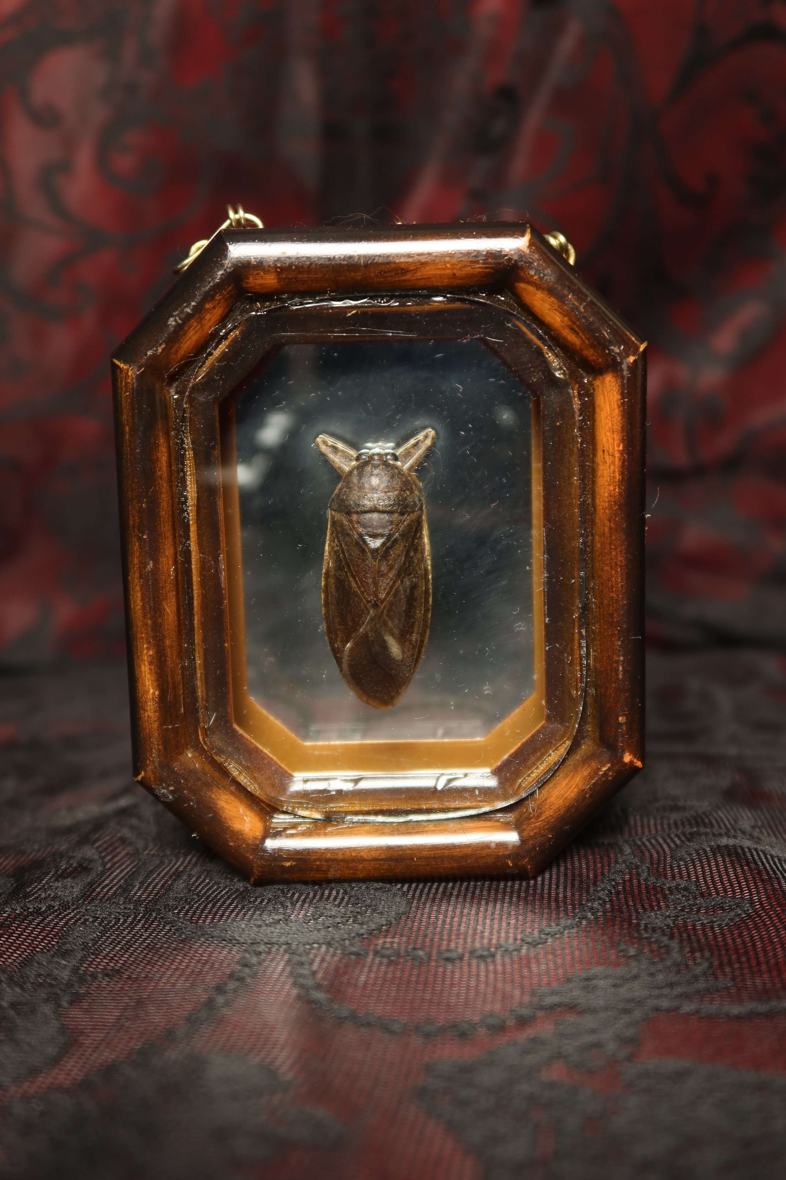 A beetle with a dark shell inside mirrored vintage  frame display case with a hexagonal shape.