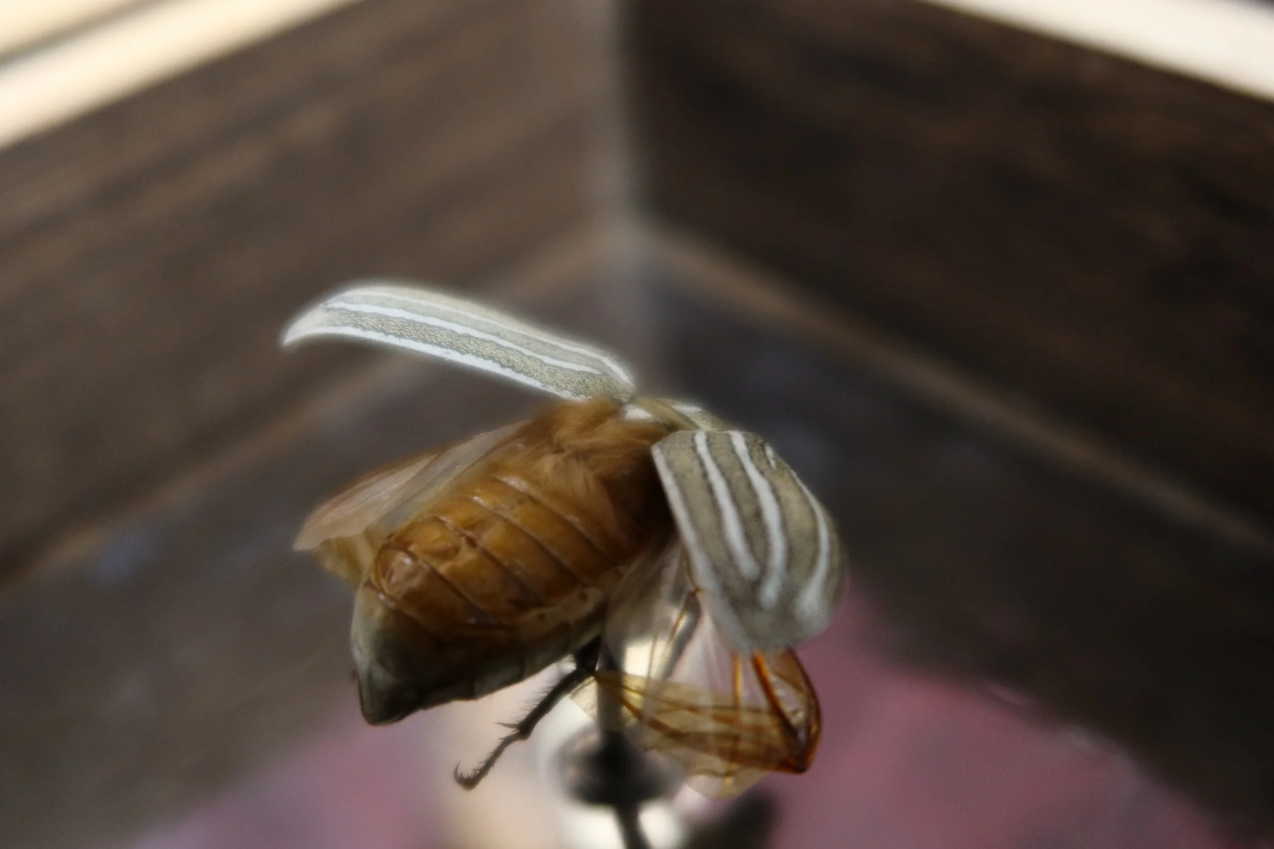 Close-up of a june bug mounted.