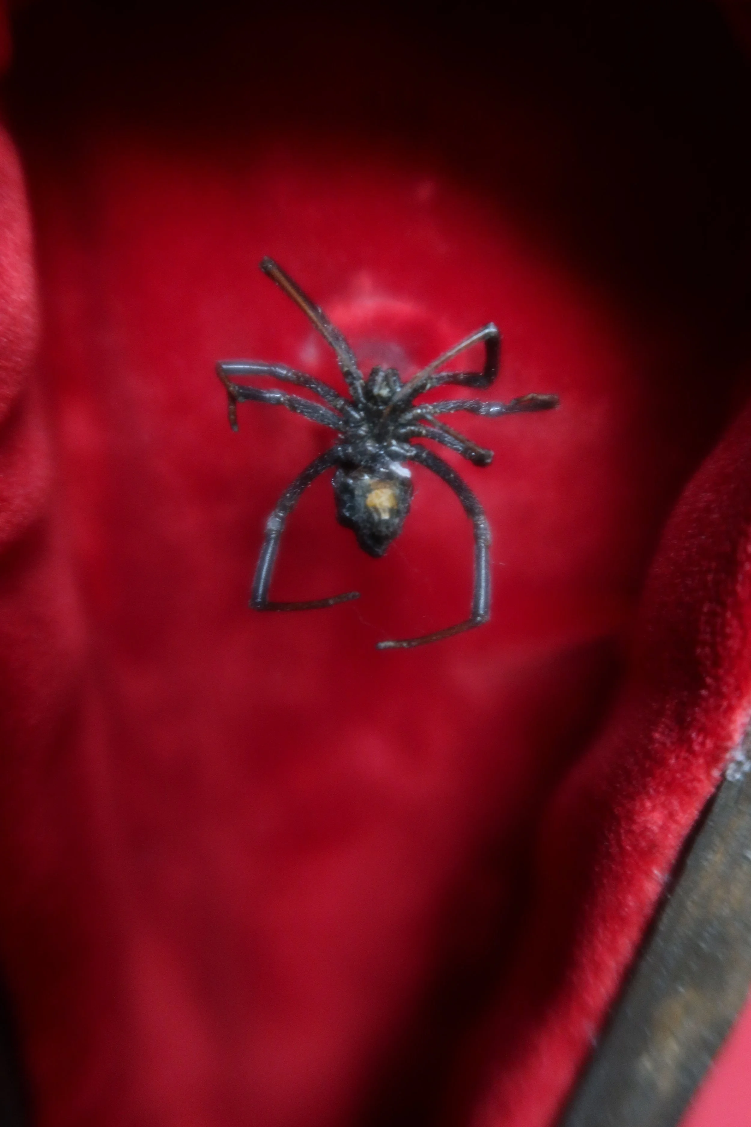 A close-up of a black spider with long legs on a red fabric surface.