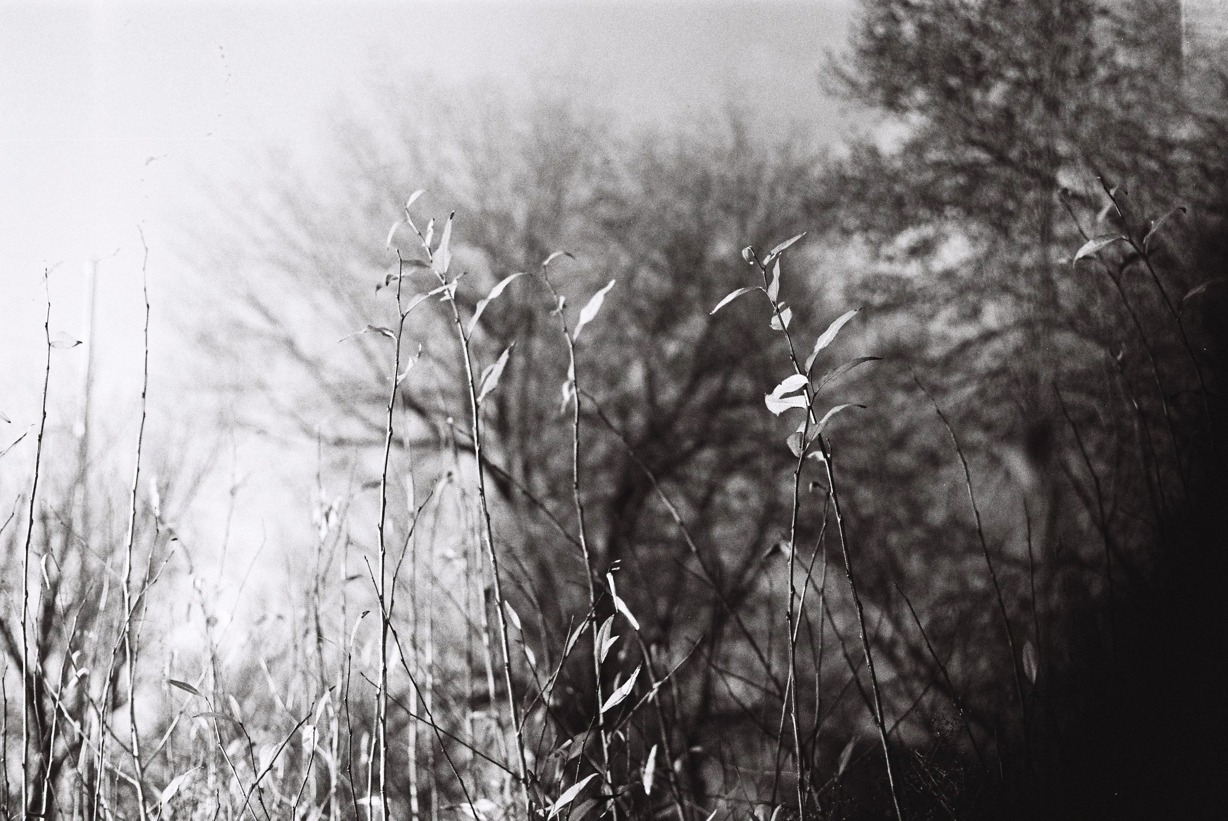 Black and white photo of plants in a field with blurry trees and sky in the background