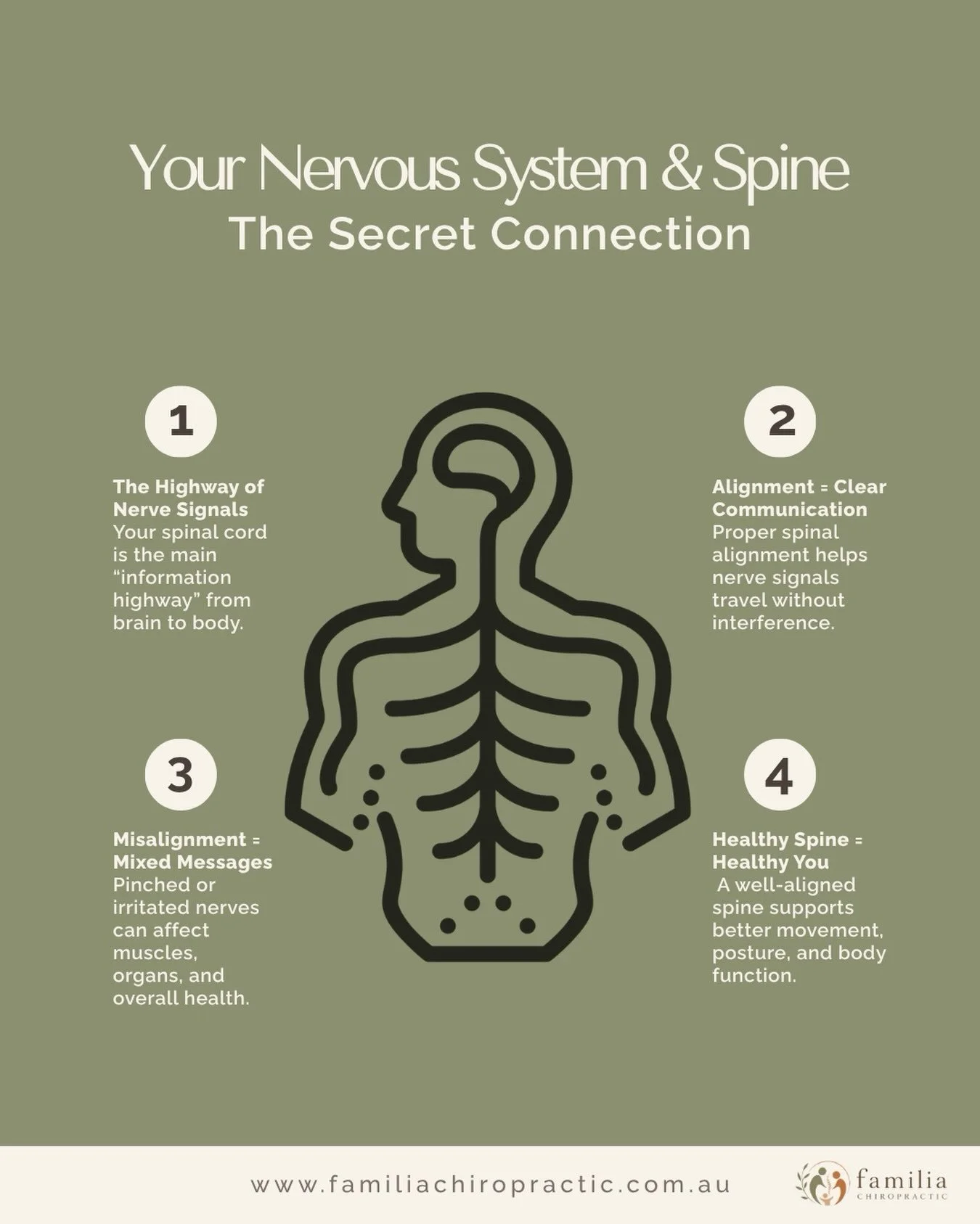 Your Nervous System &amp; Spine 🧠🦴 Your spine and nervous system work together every day. Take care of both. 🤍
📍 Familia Chiropractic Hoxton Park