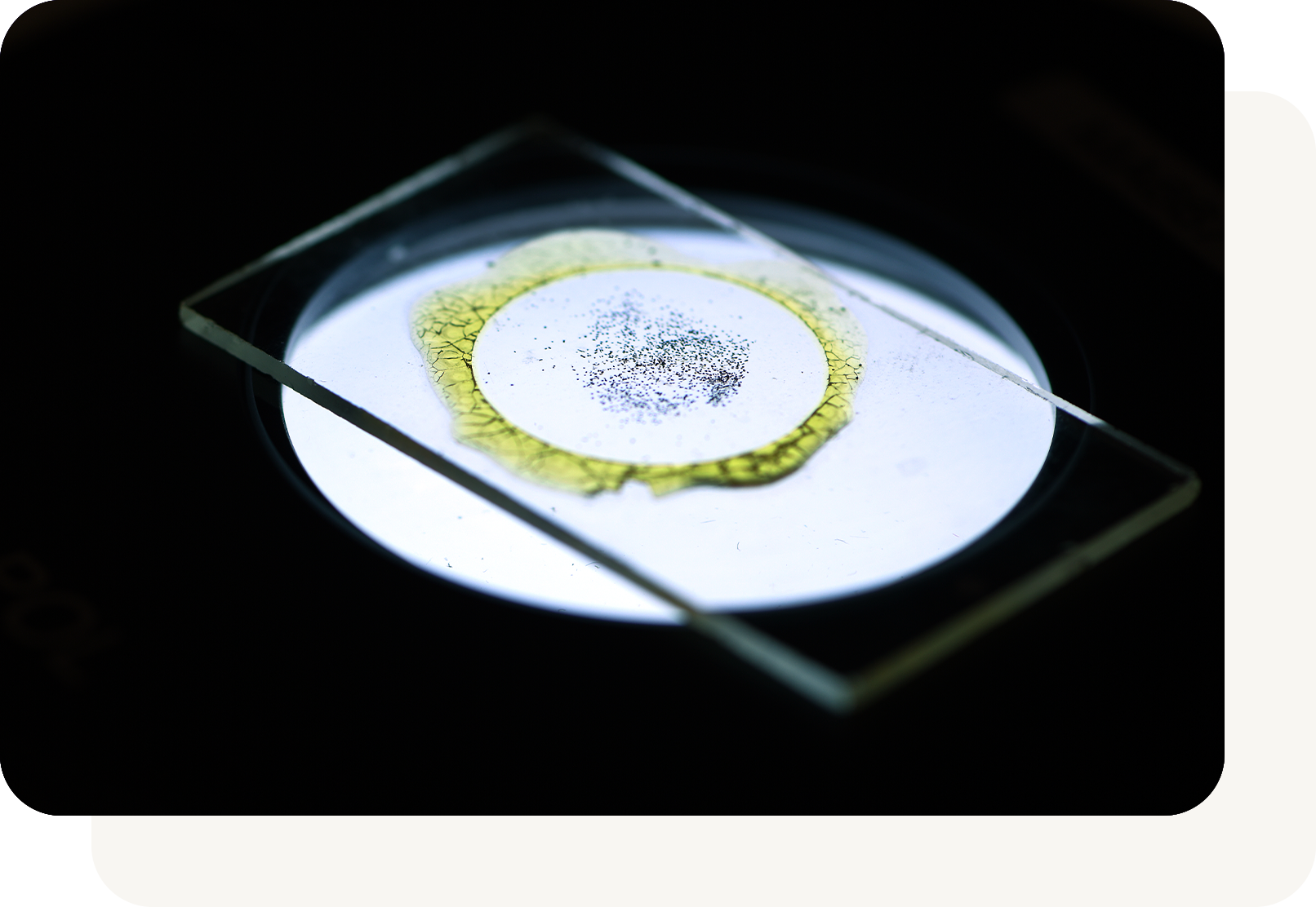 Photo of rock dust in microscope glass pane at GSA Conference