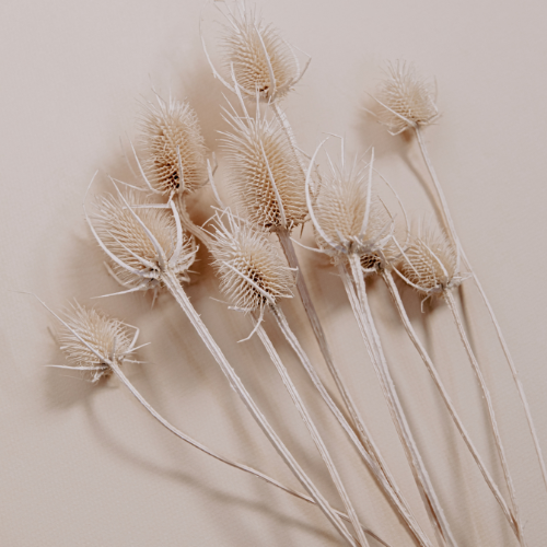 Mindful Roots Logo (17).png
