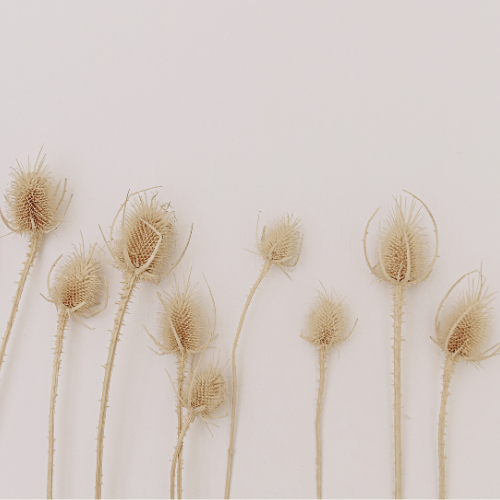 Mindful Roots Logo (14).png