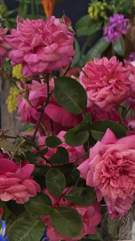 Pink double roses with dark green leaves in a garden setting.