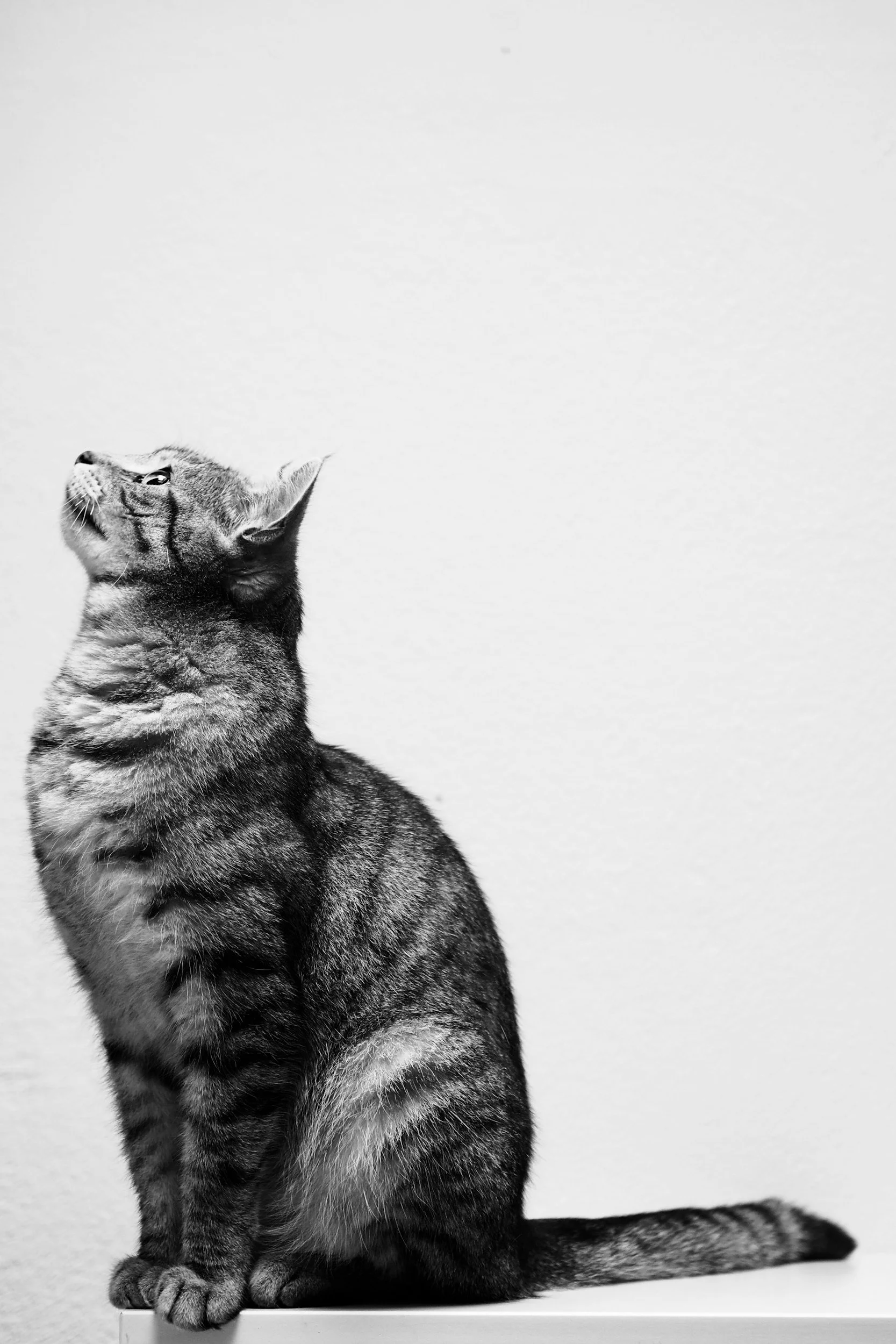 A black and white photograph of a domestic short-haired tabby cat sitting on a surface, looking upward, with a plain light background.