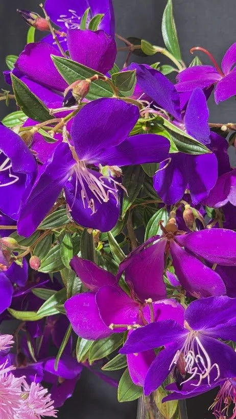 purple.jpg
