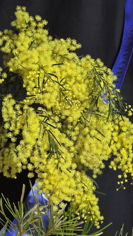 Yellow mimosa flowers with green leaves on a dark background.