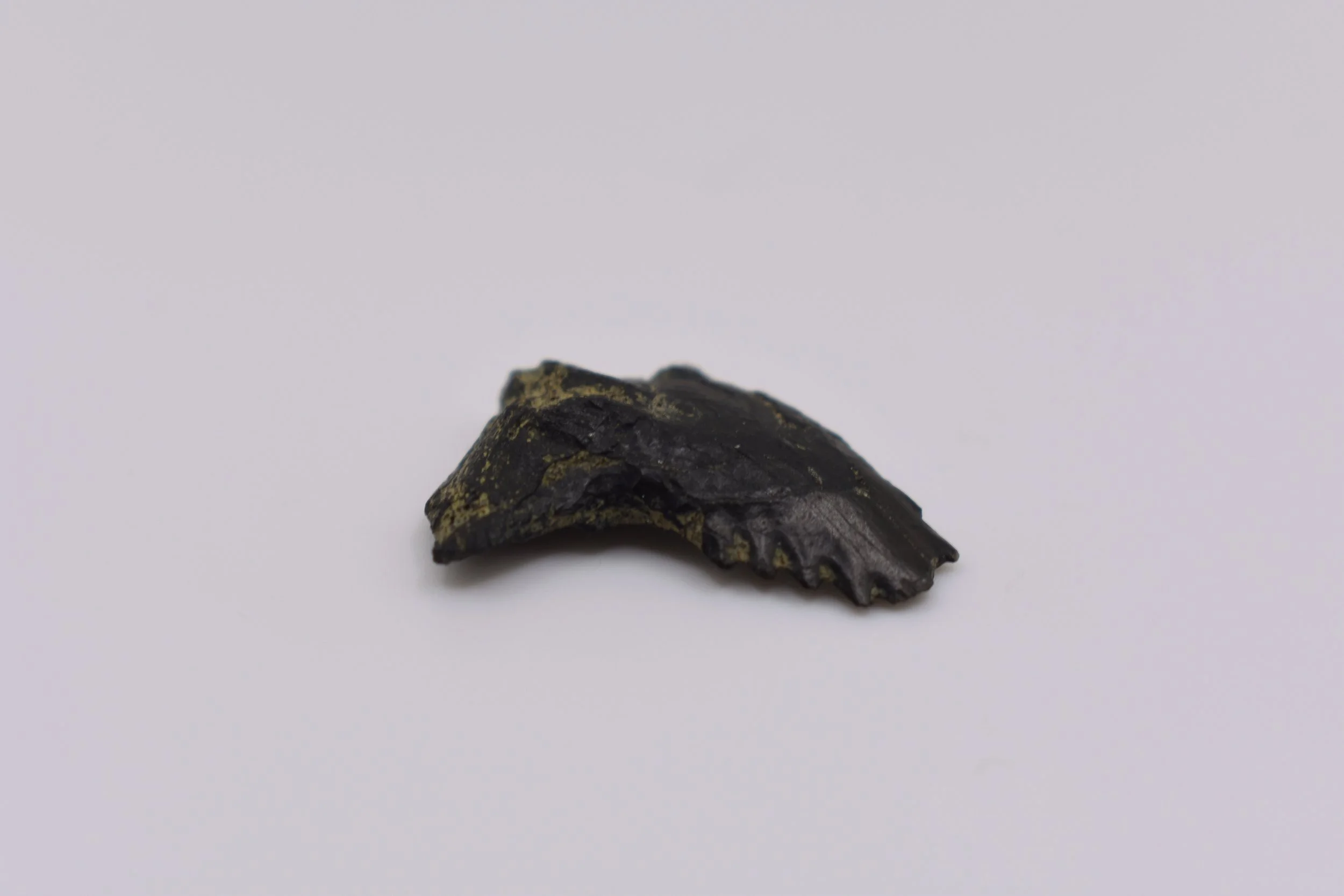 Marine Paleontology: H. Curvatus