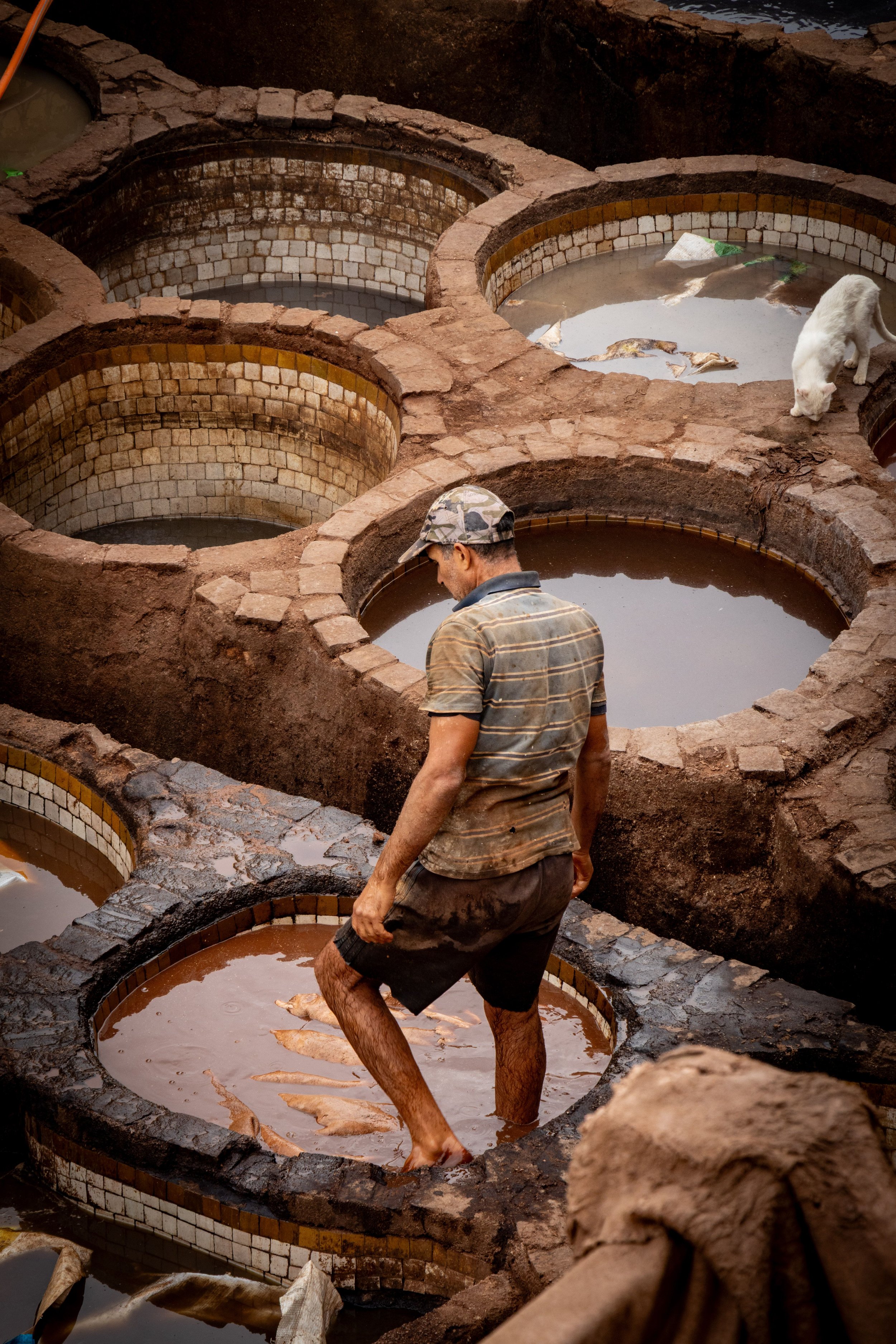 A man standing barefoot in a muddy water-filled basin among circular brick enclosures with another animal in a water basin and a white cat walking on a brick ledge.