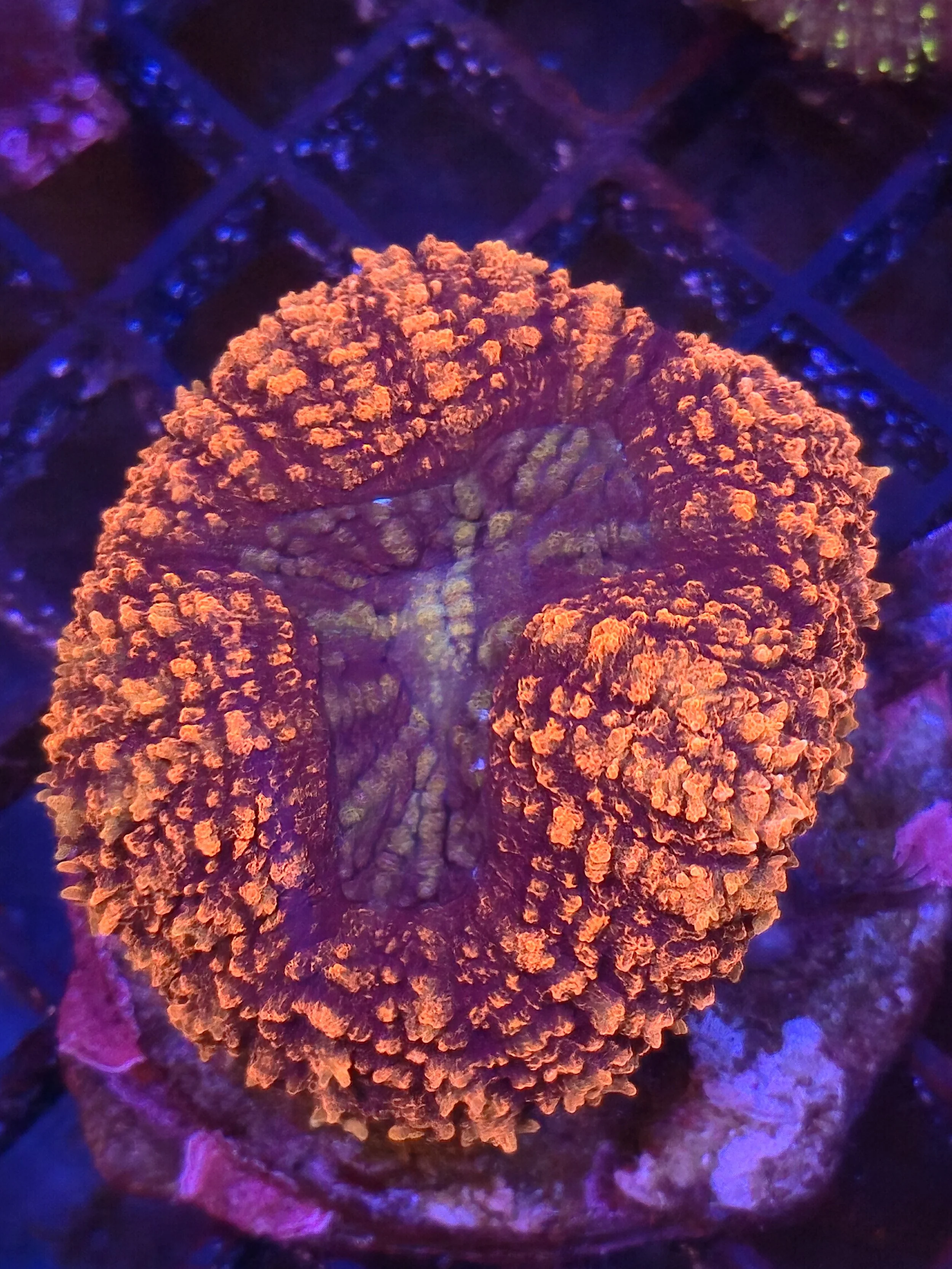 Lobophyllia Orange