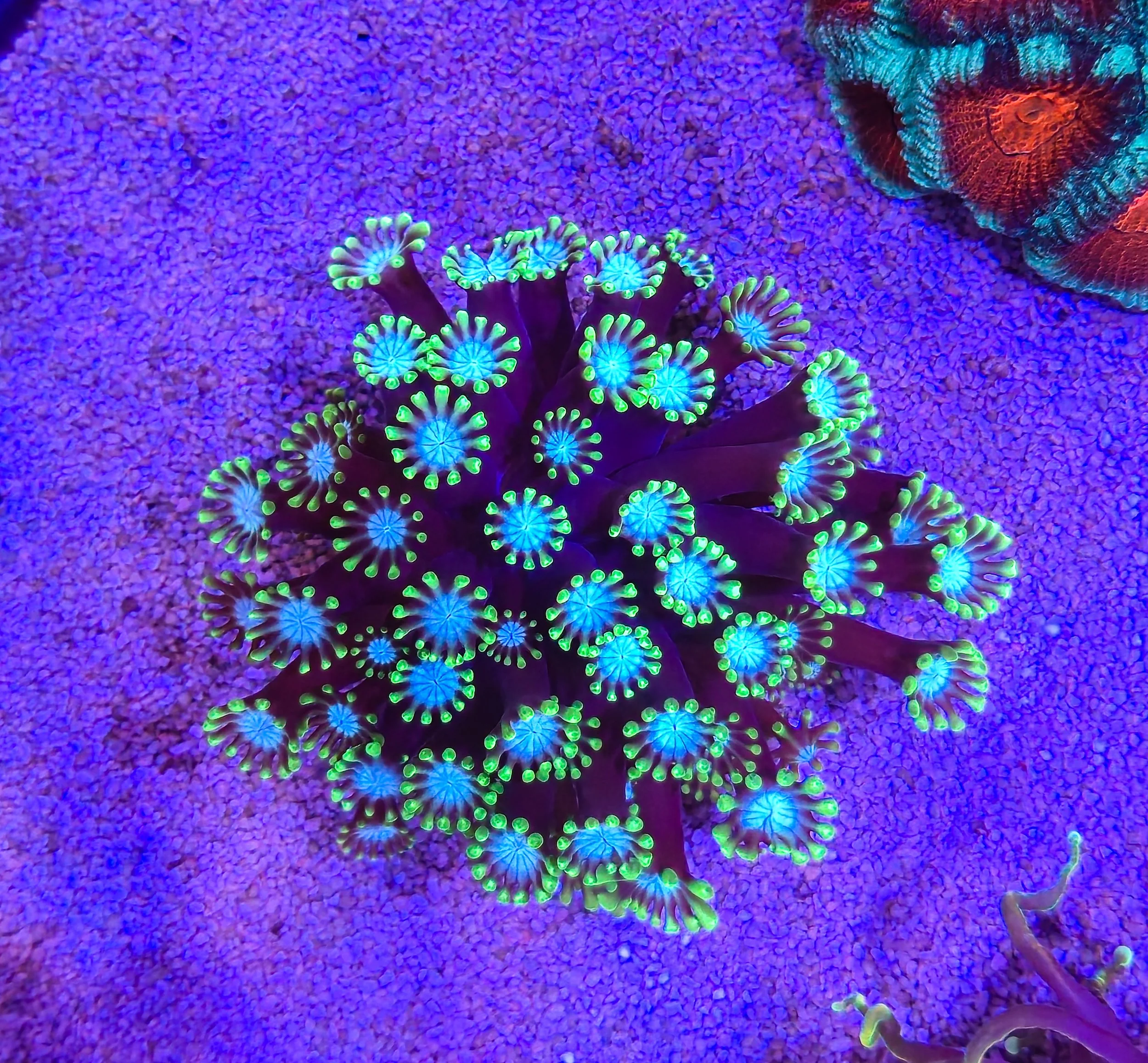 Green lash Alveopora