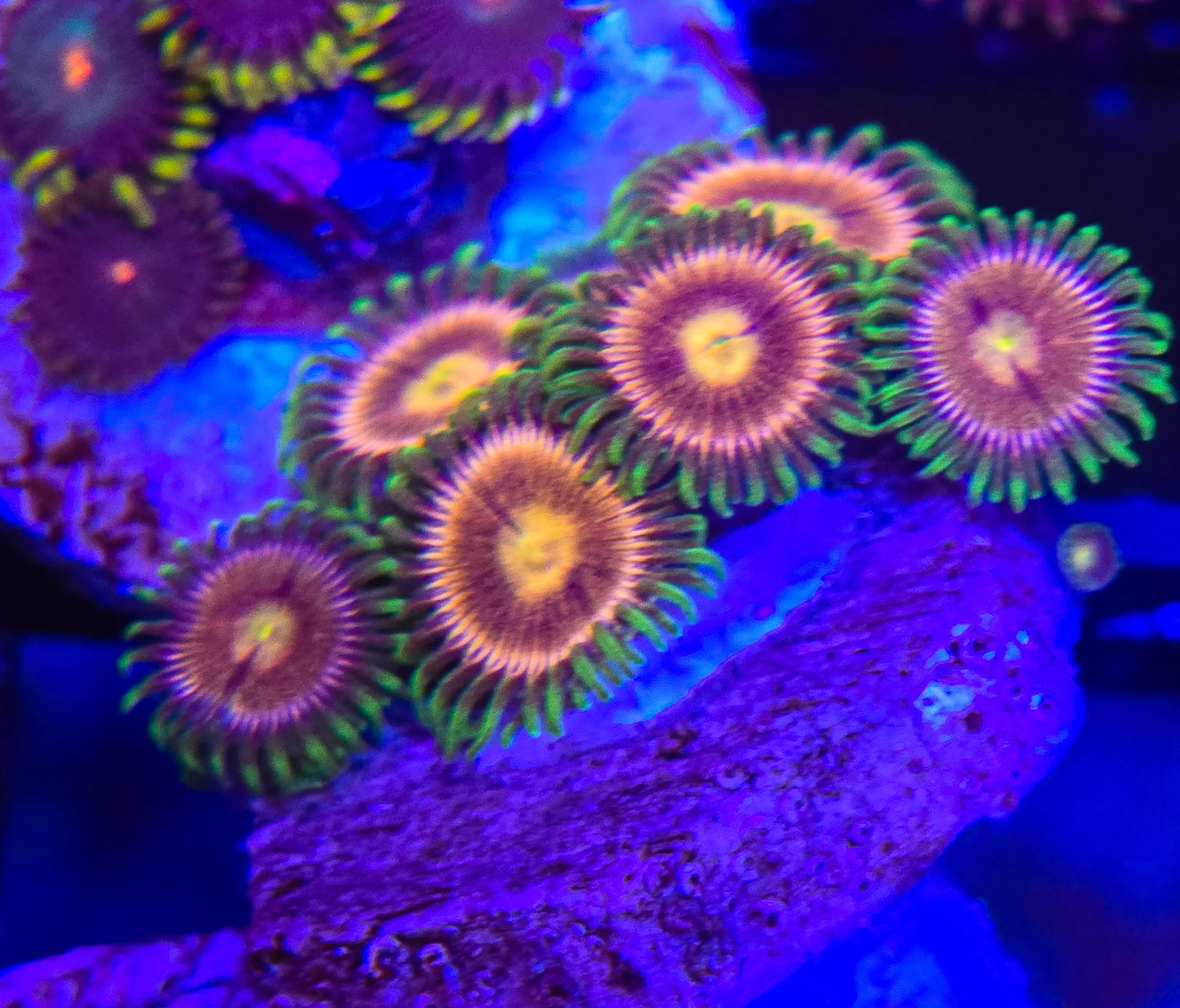 Lazer Lemon frag