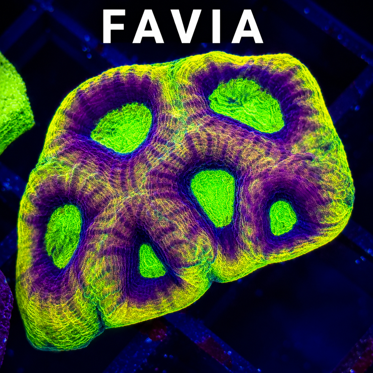 Close-up of a fluorescent coral with vibrant green and purple colors, labeled 'FAVIA' at the top.