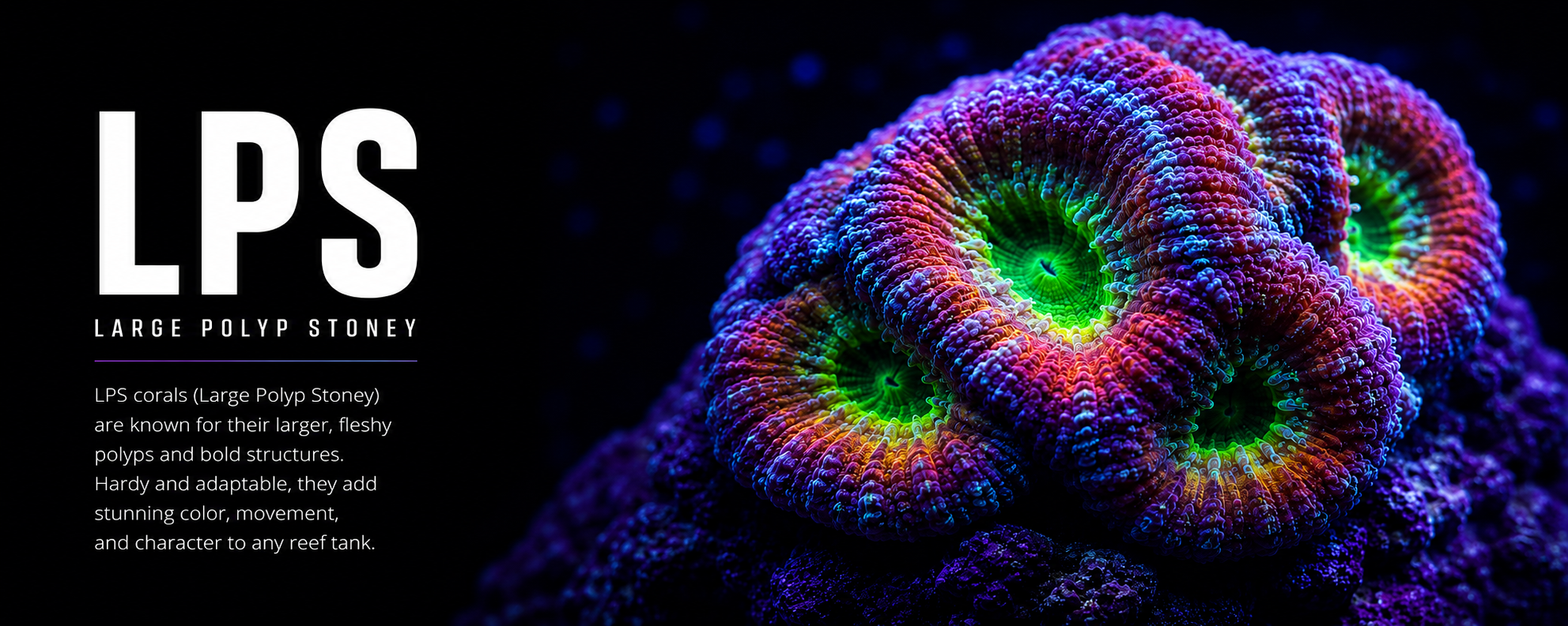 Close-up of colorful Large Polyp Stony coral with vibrant green, purple, pink, and blue hues on a dark background.