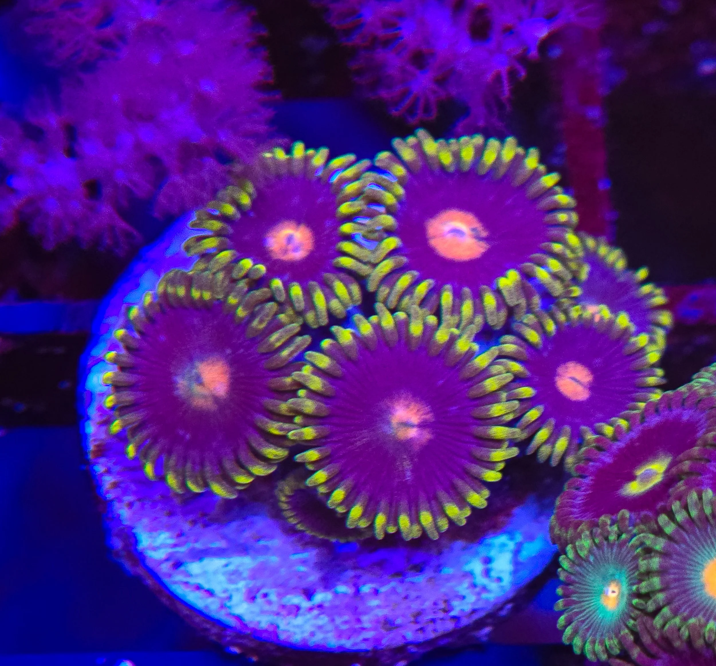 Joker zoanthid frag