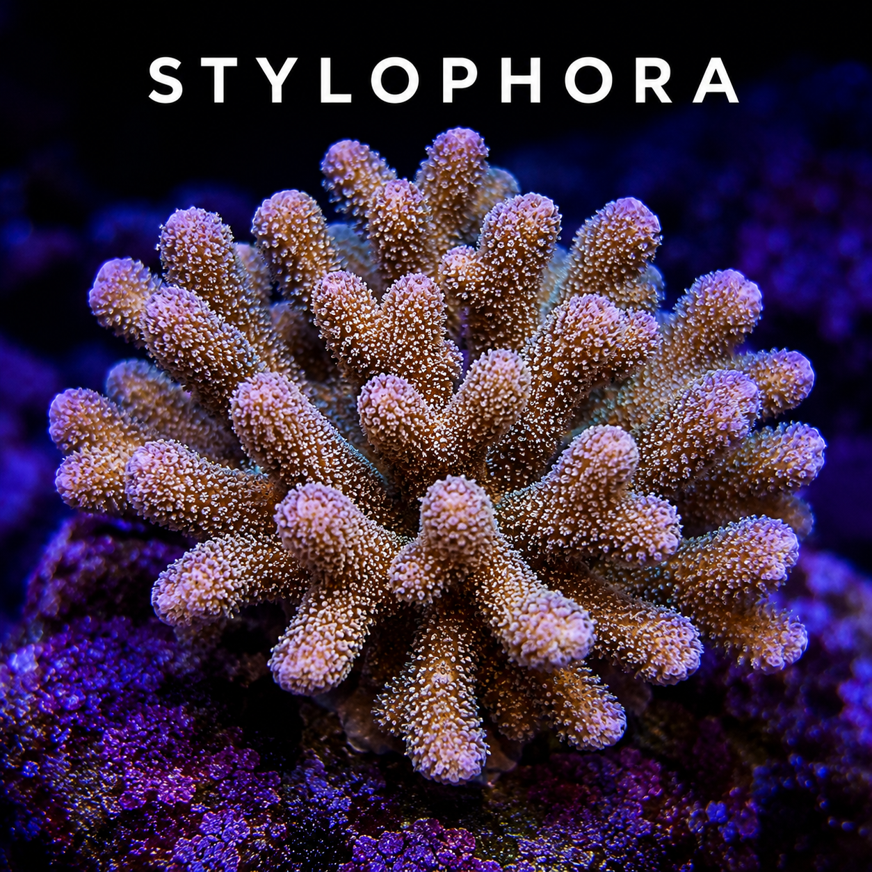 Close-up of a colorful coral with purple and pink hues, under blue lighting.
