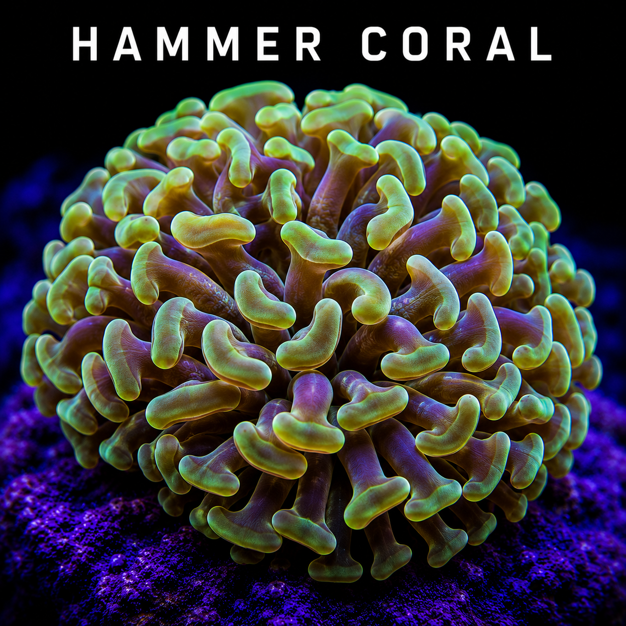 A close-up of a colorful hammer coral with vibrant yellow, green, and purple hues against a dark background.
