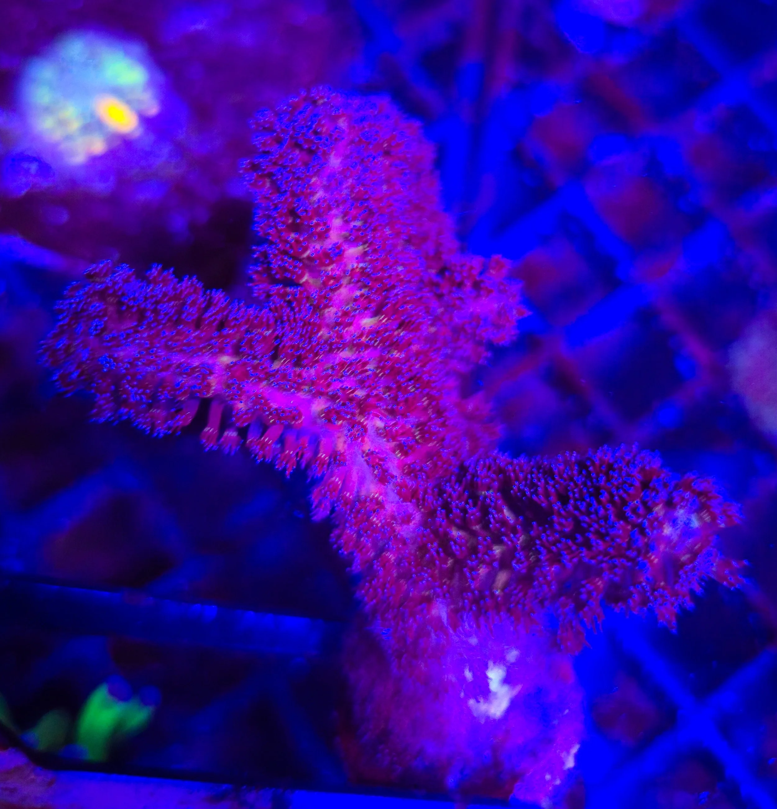 Purple Stylophora frag