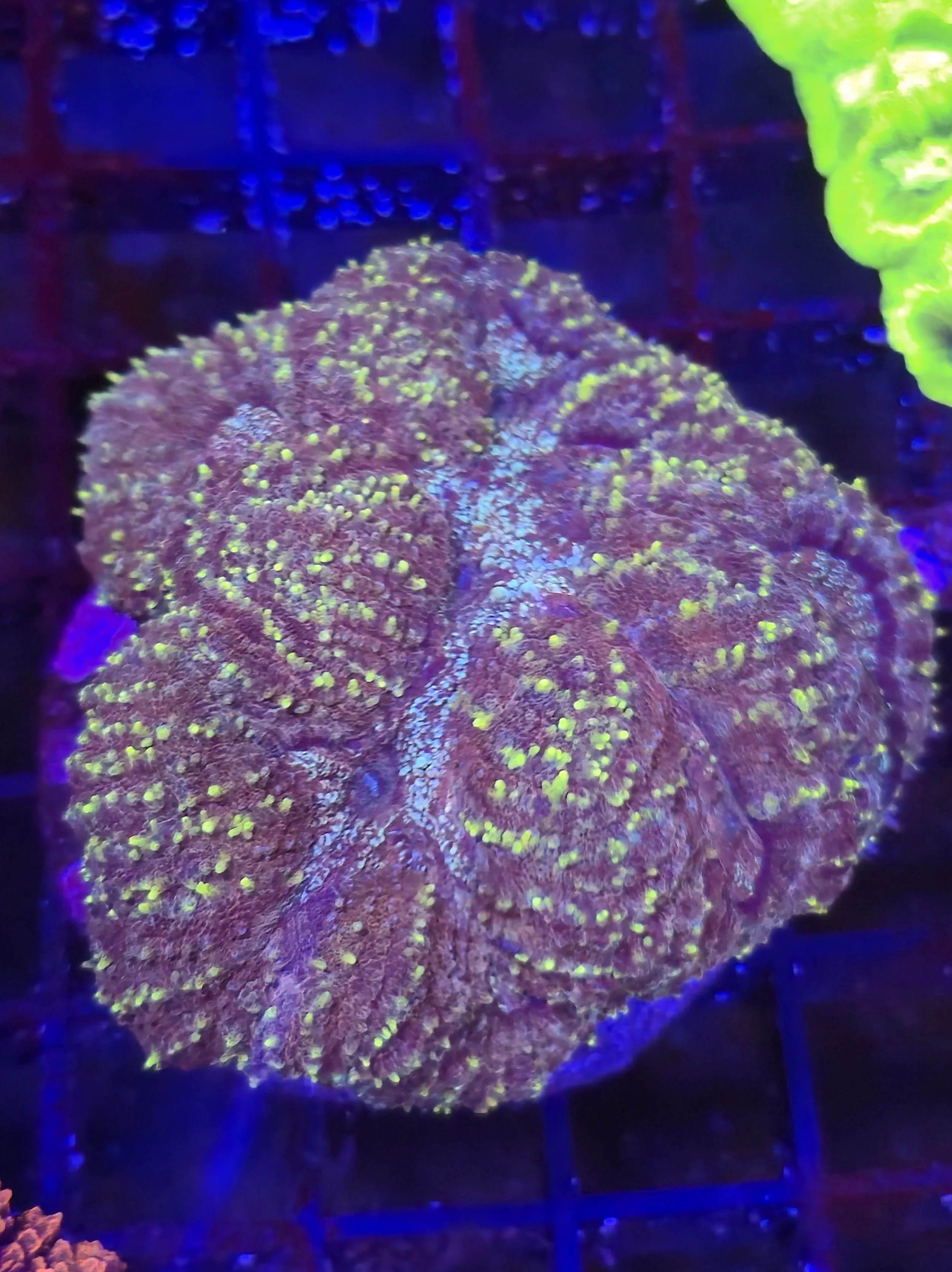 Lobophyllia Green / Purple