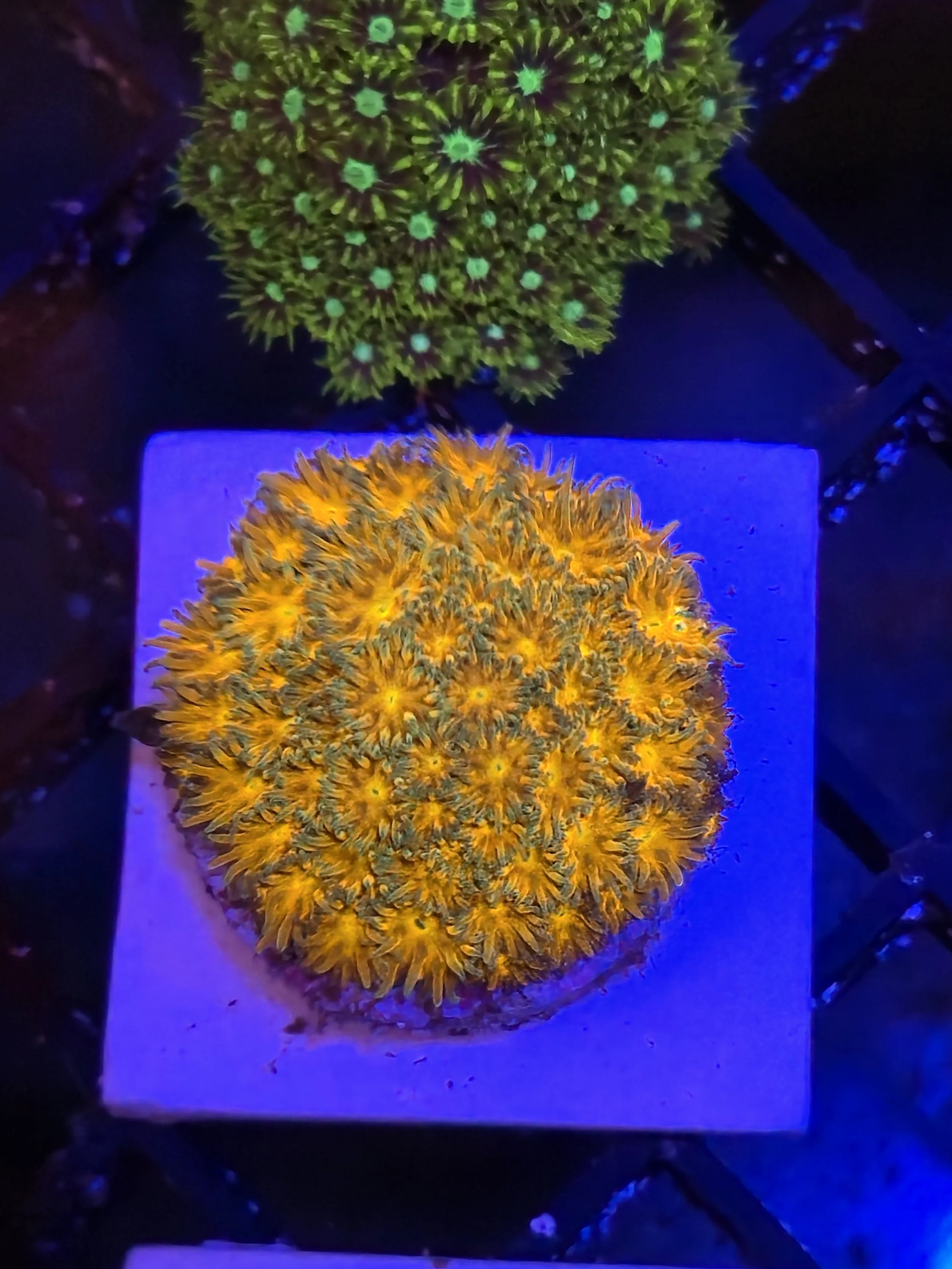 Orange Leptastrea