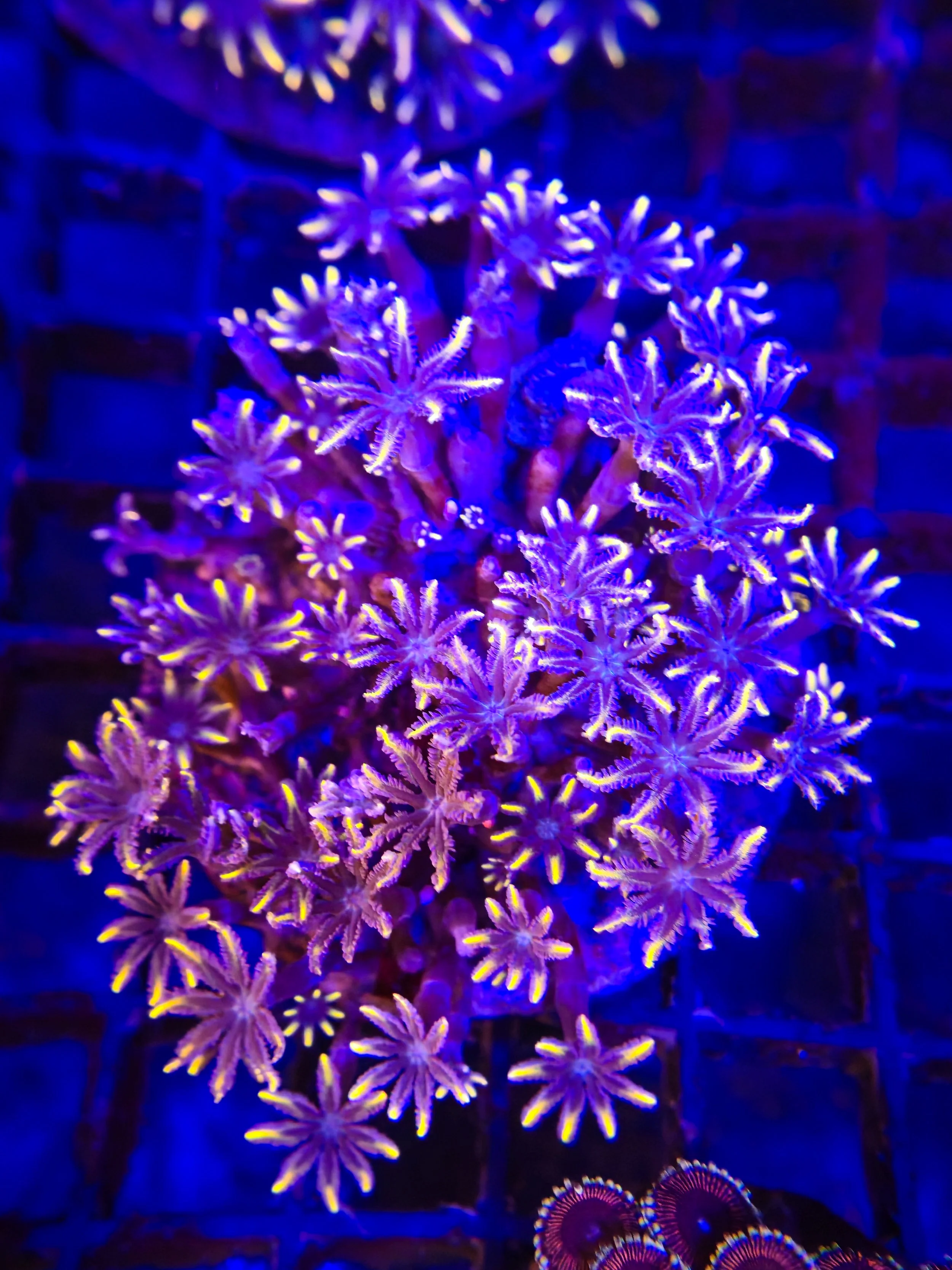 Firework Clove Polyps
